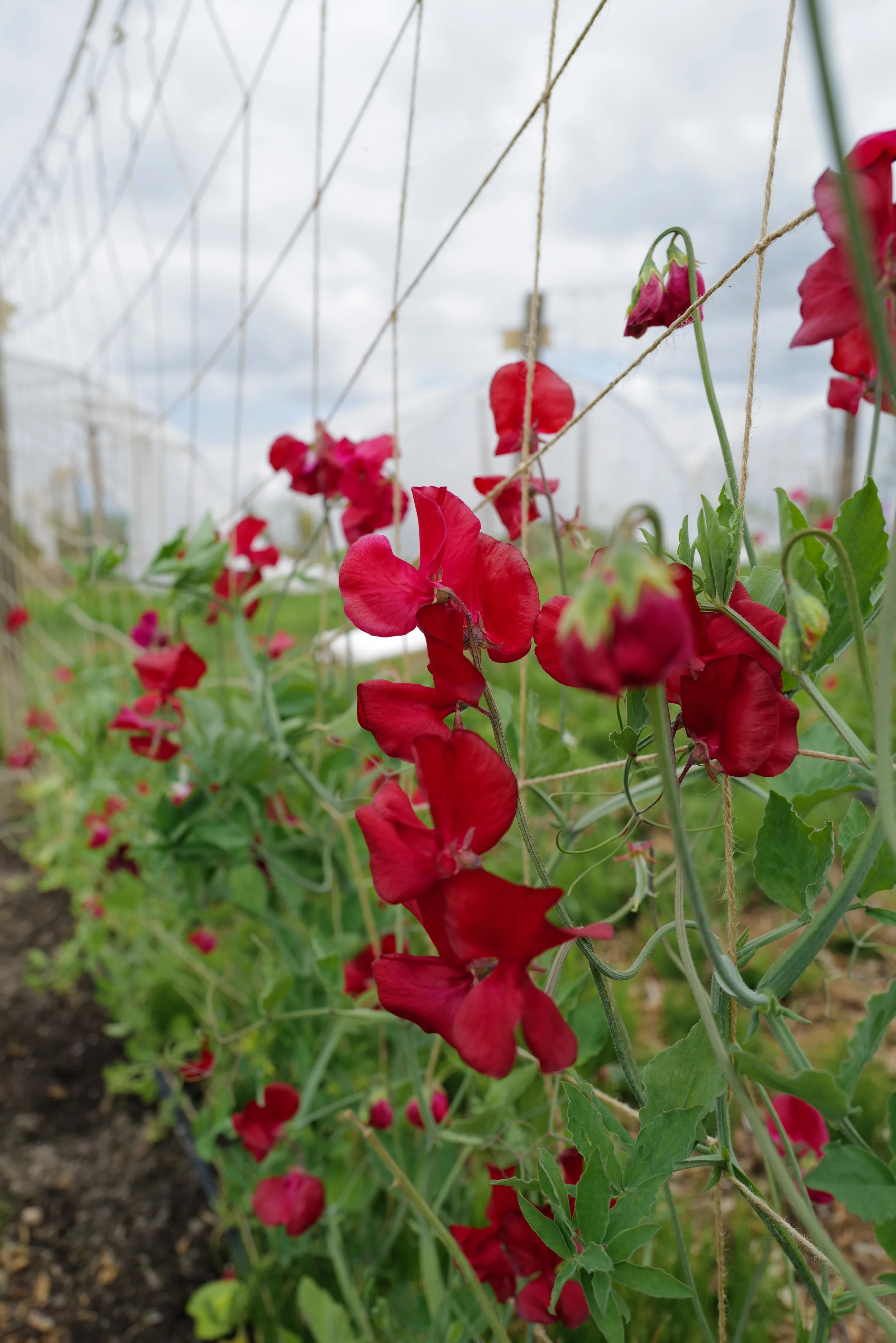 Alison Valentini - Lumpy