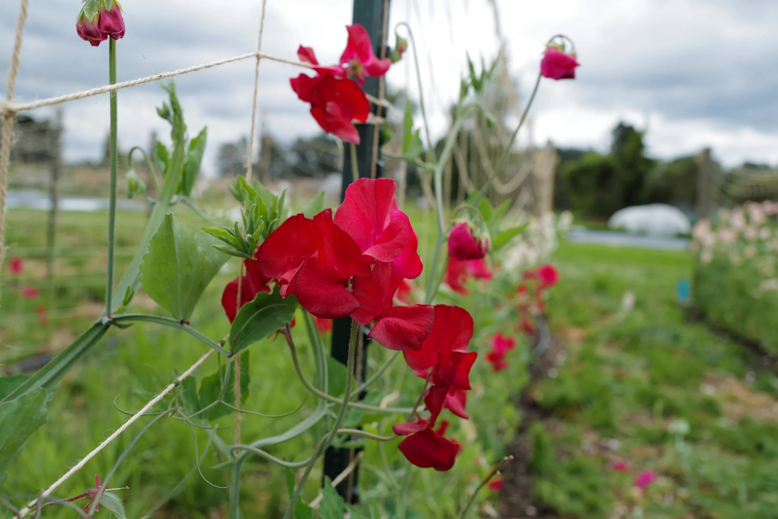 Sweet Pea Alison Valentini