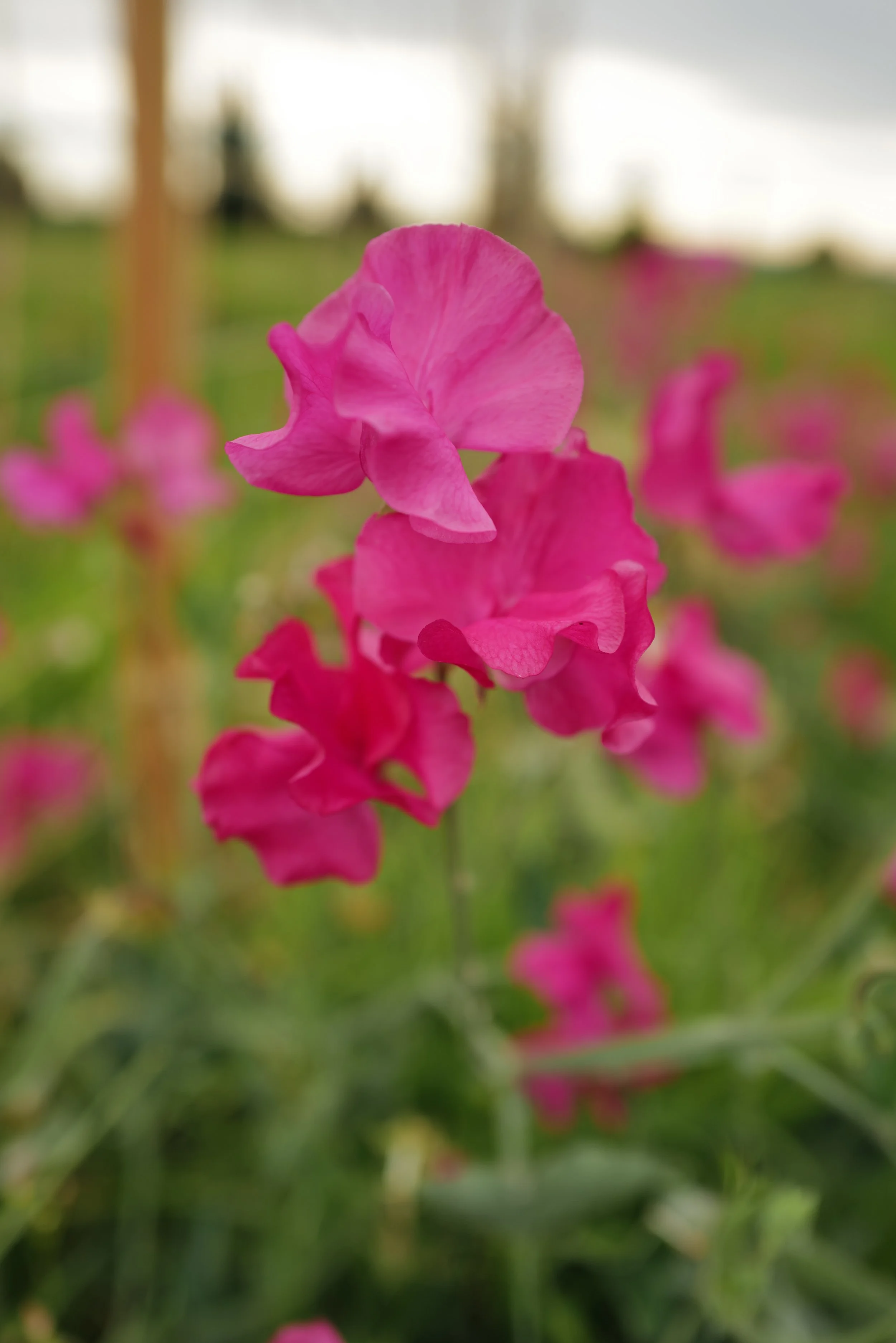 L1020527.JPG