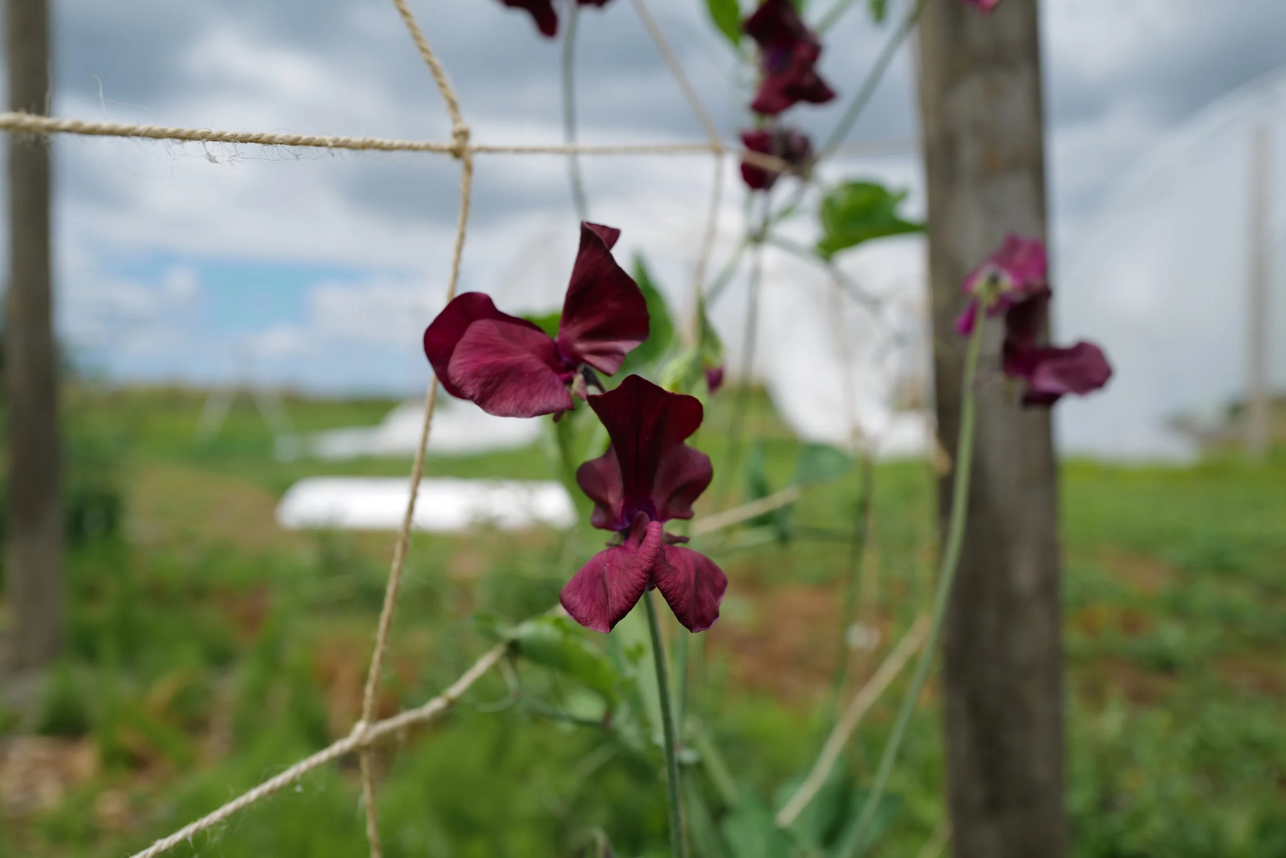 Sweet Pea Allan Hodgson