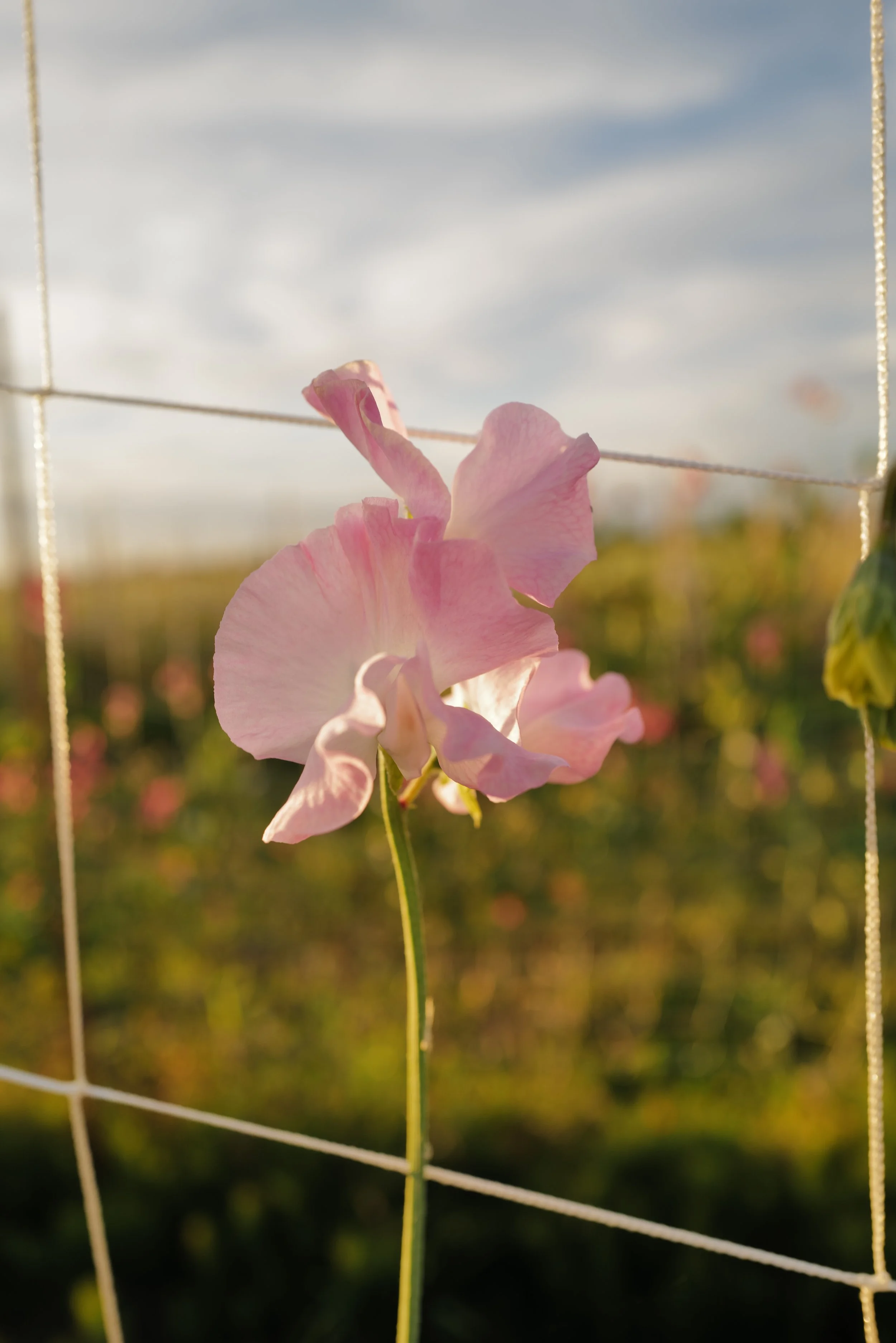 L1020842.JPG (Copy)