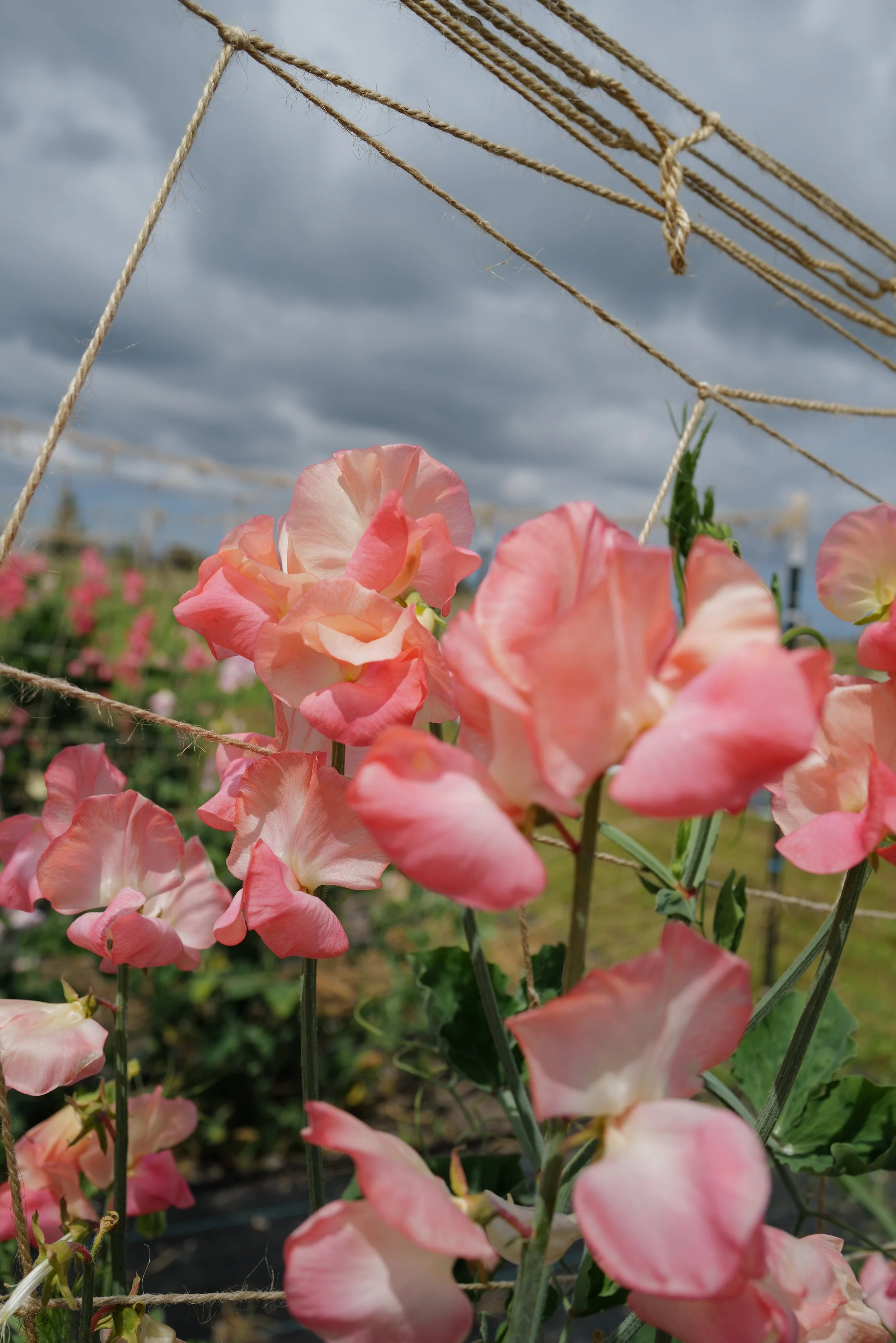 Candyfloss • Sweet Pea Seedling