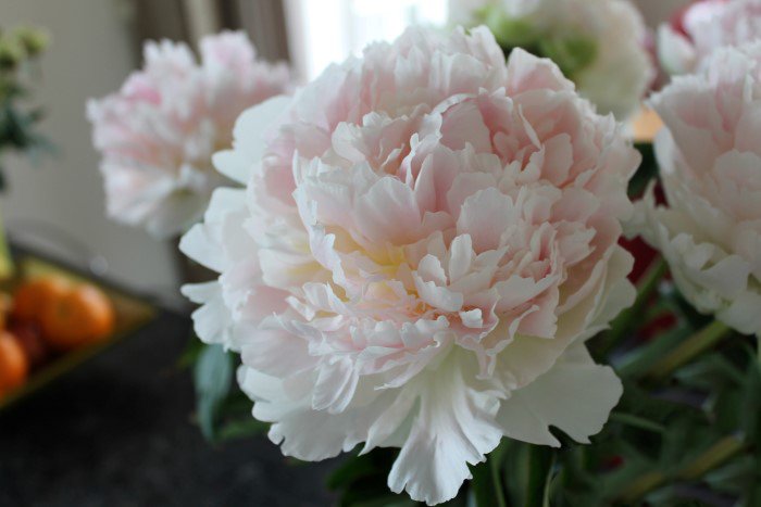 Peony Brother Chuck