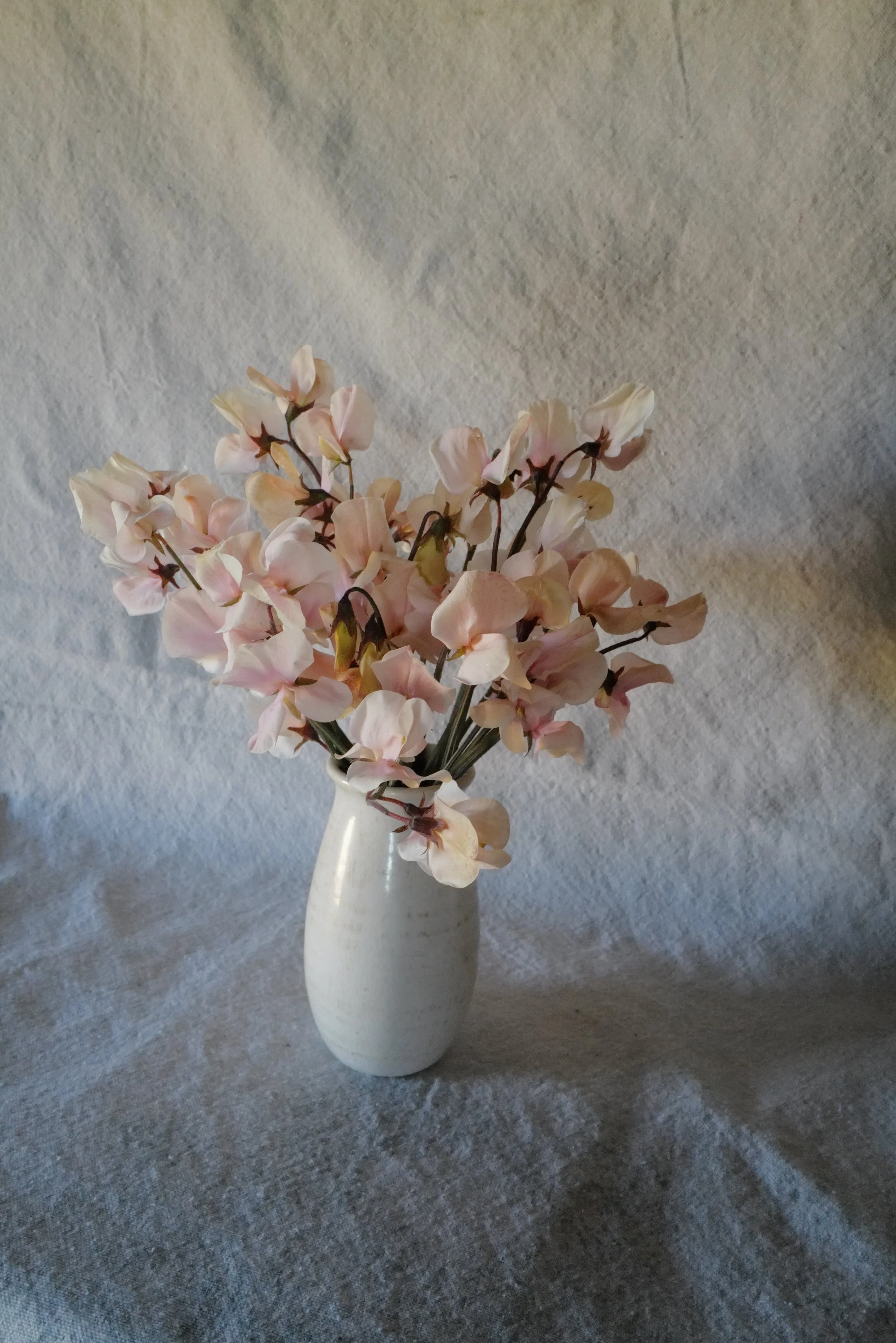 Shell Pink3.JPG