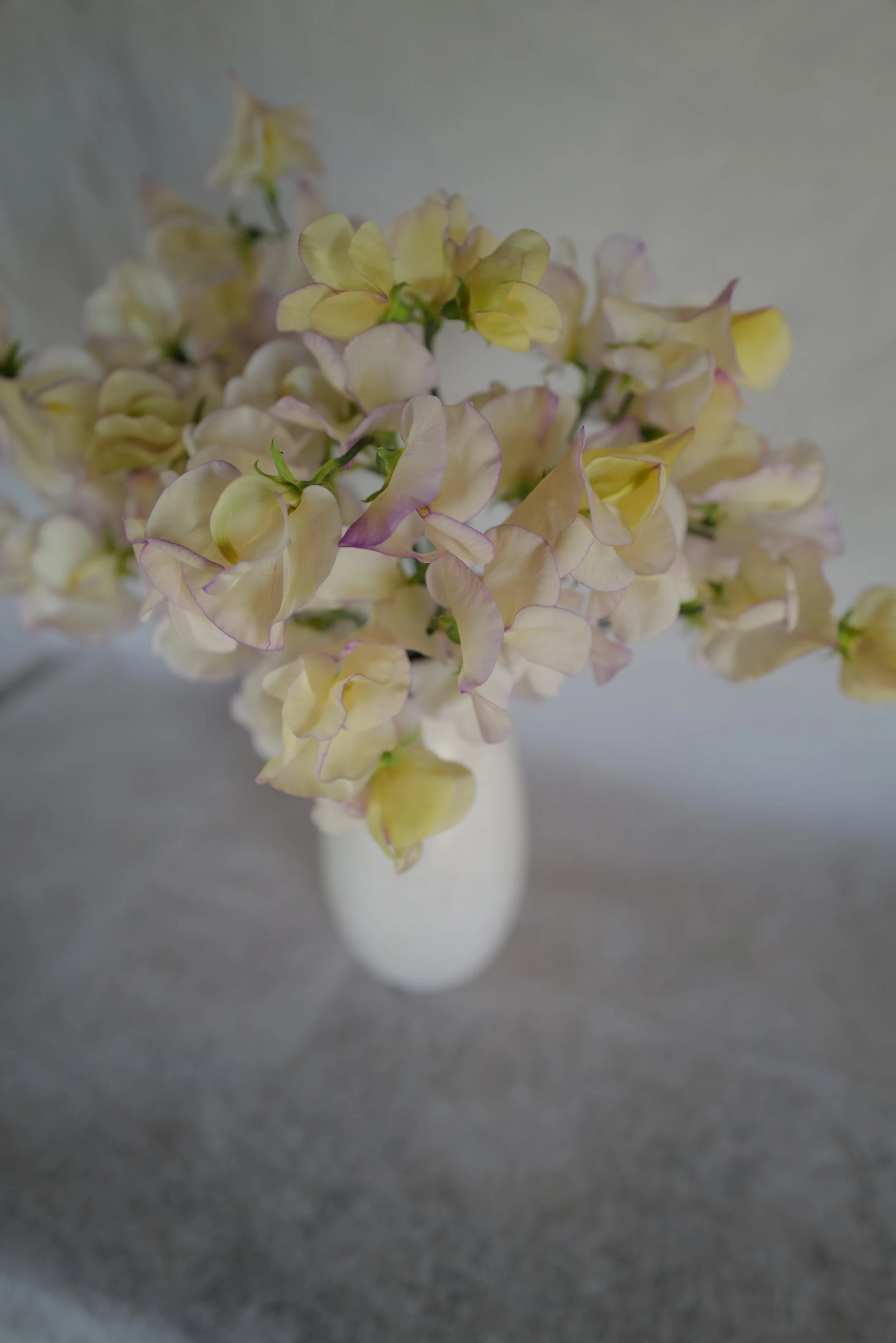 High Scent8.JPG