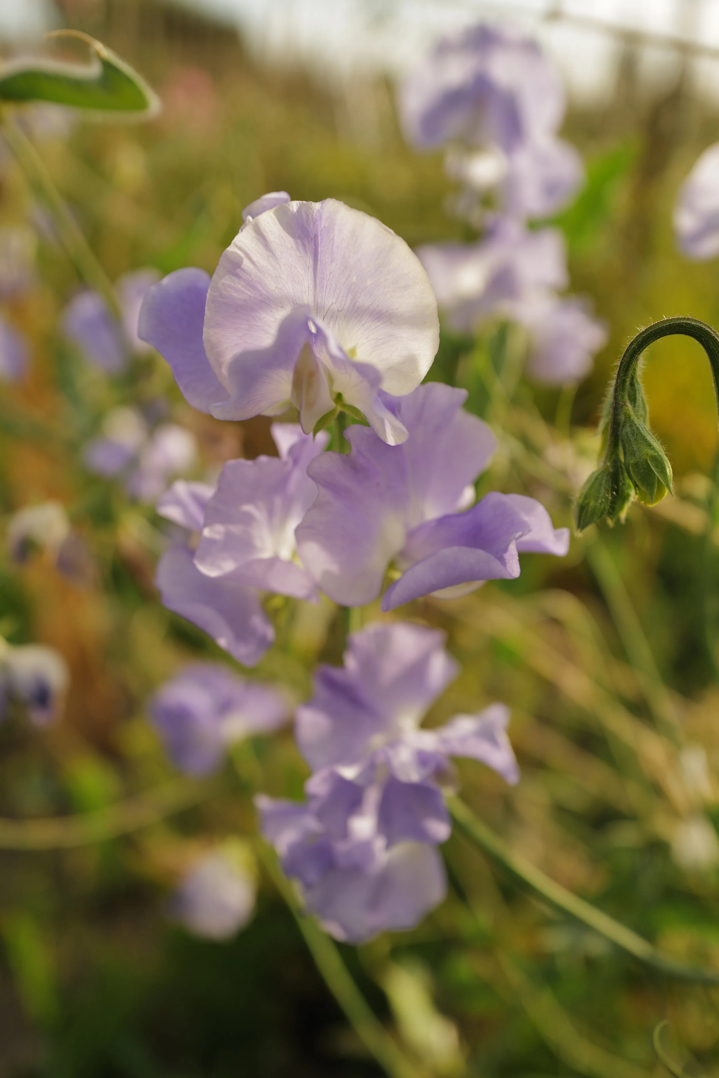 Sweet Pea Alison Louise