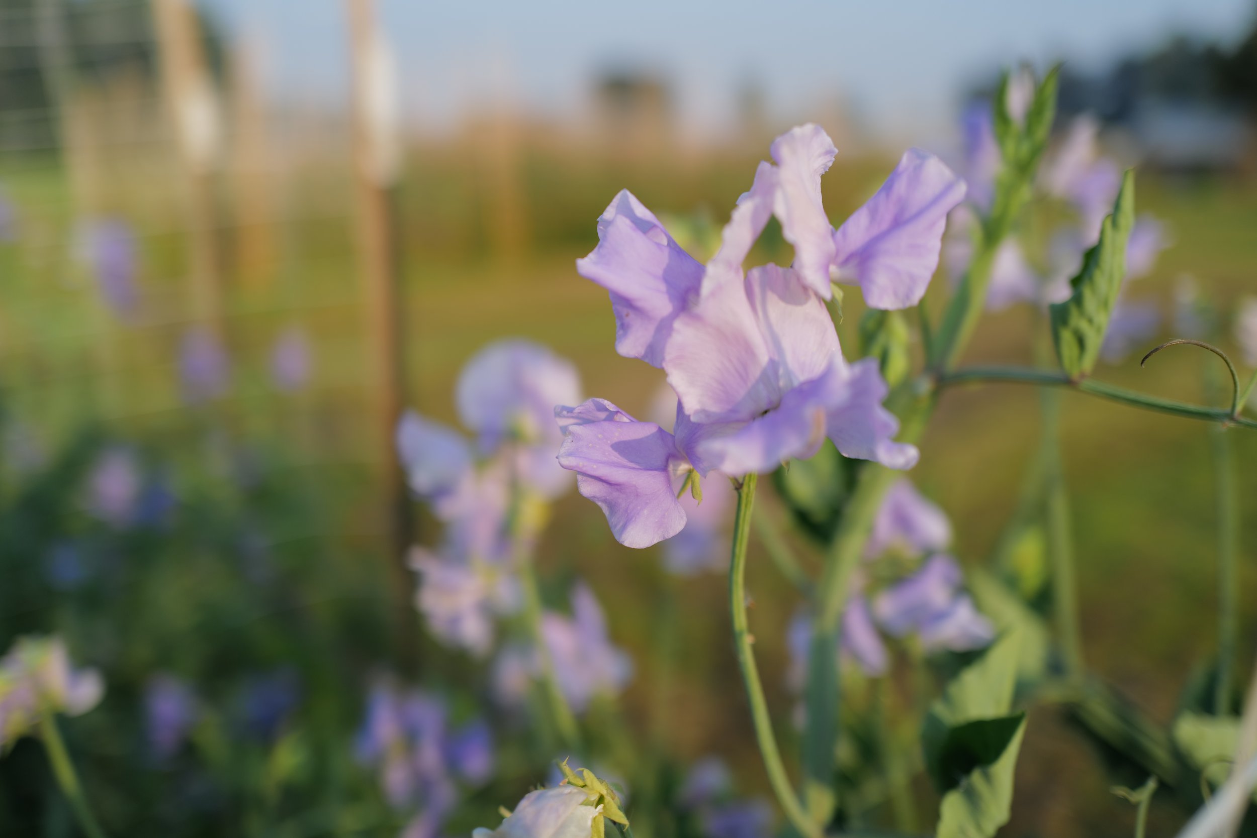 Sweet Pea Glynne Collins