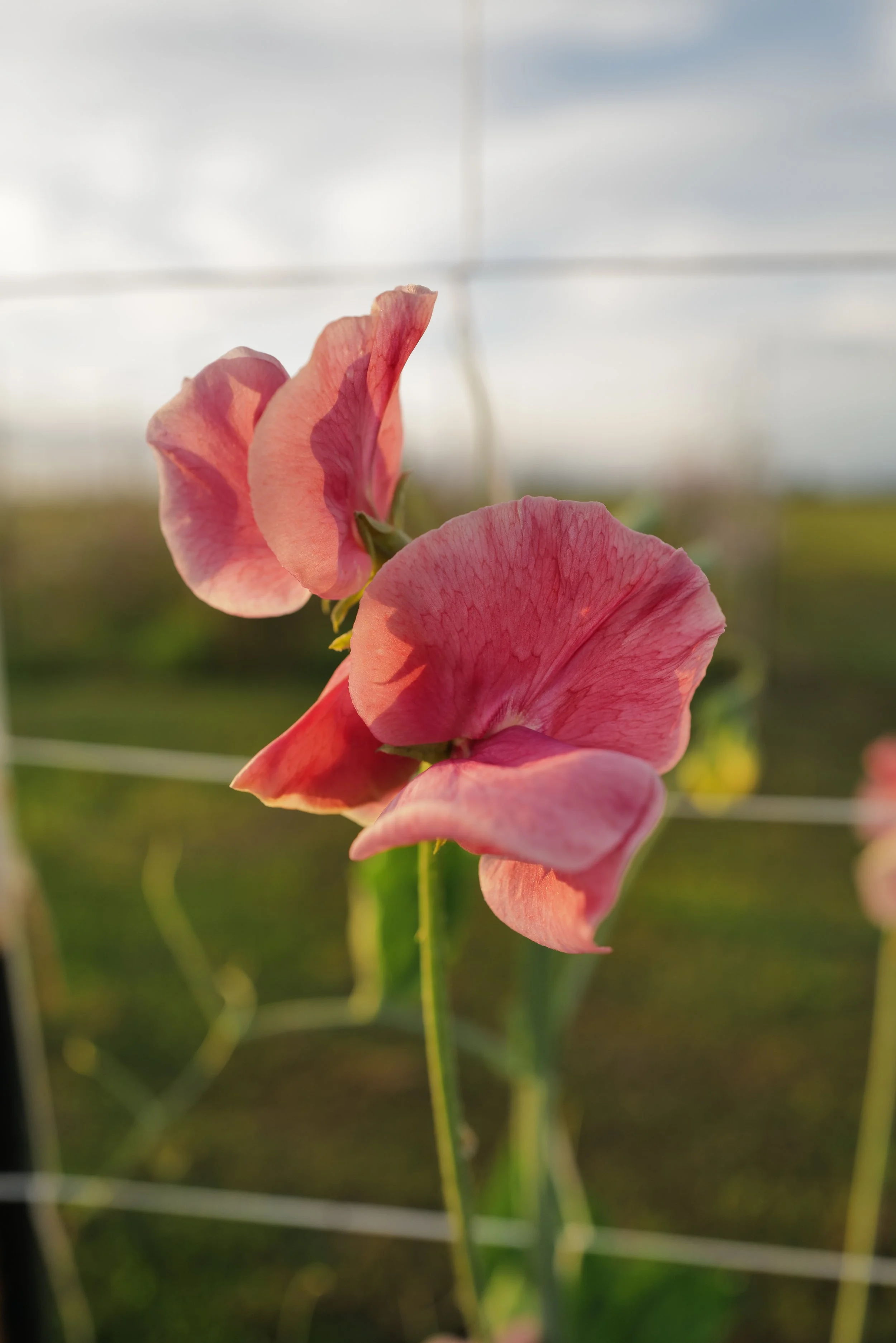 Sweet Pea MM