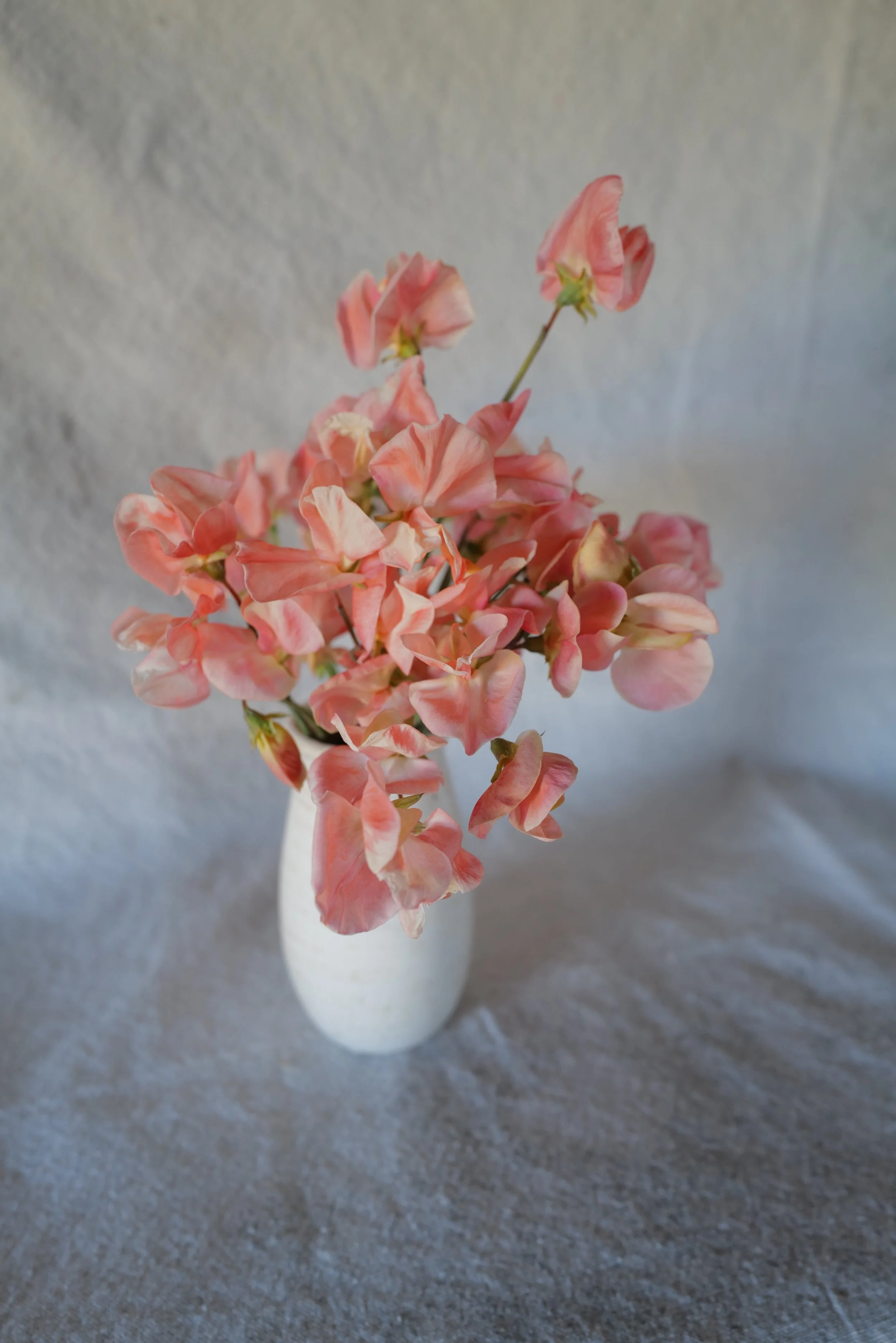 Apricot Queen8.JPG