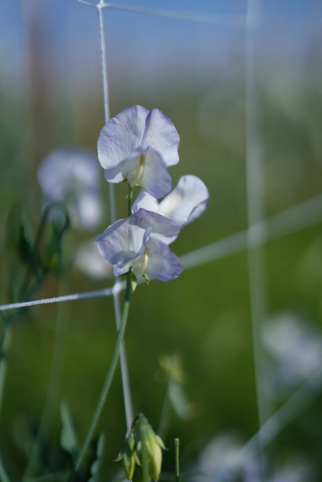 Sweet Pea Dragonfly
