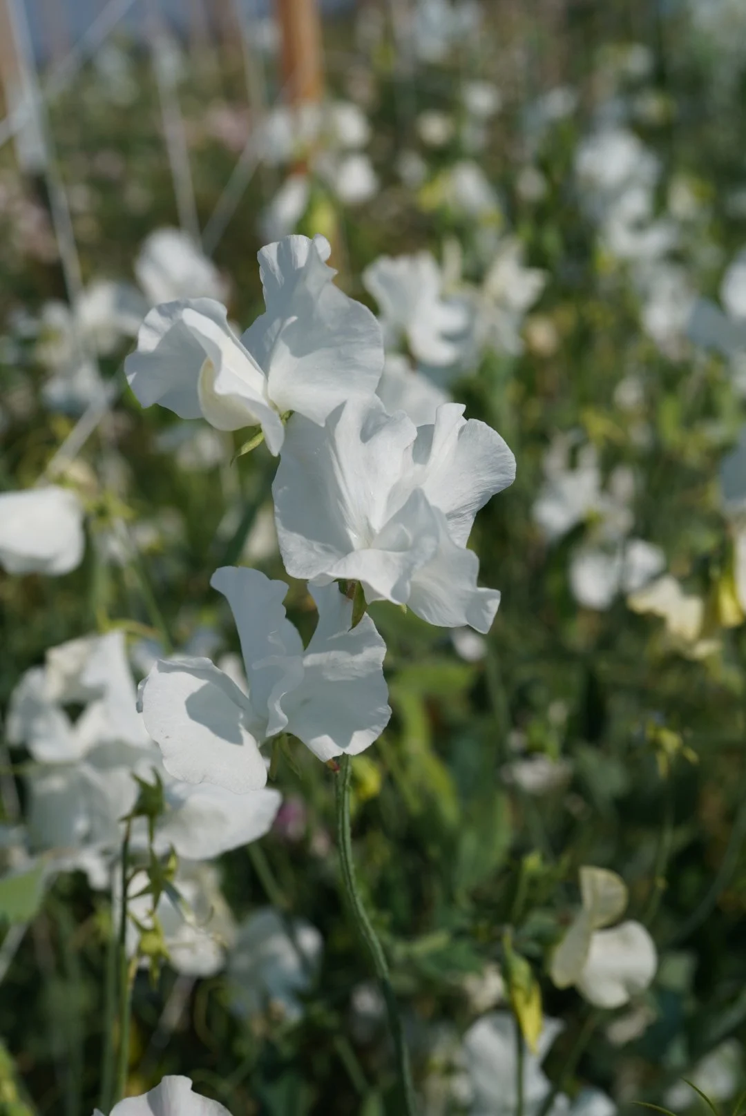 Sweet Pea Wedding Day