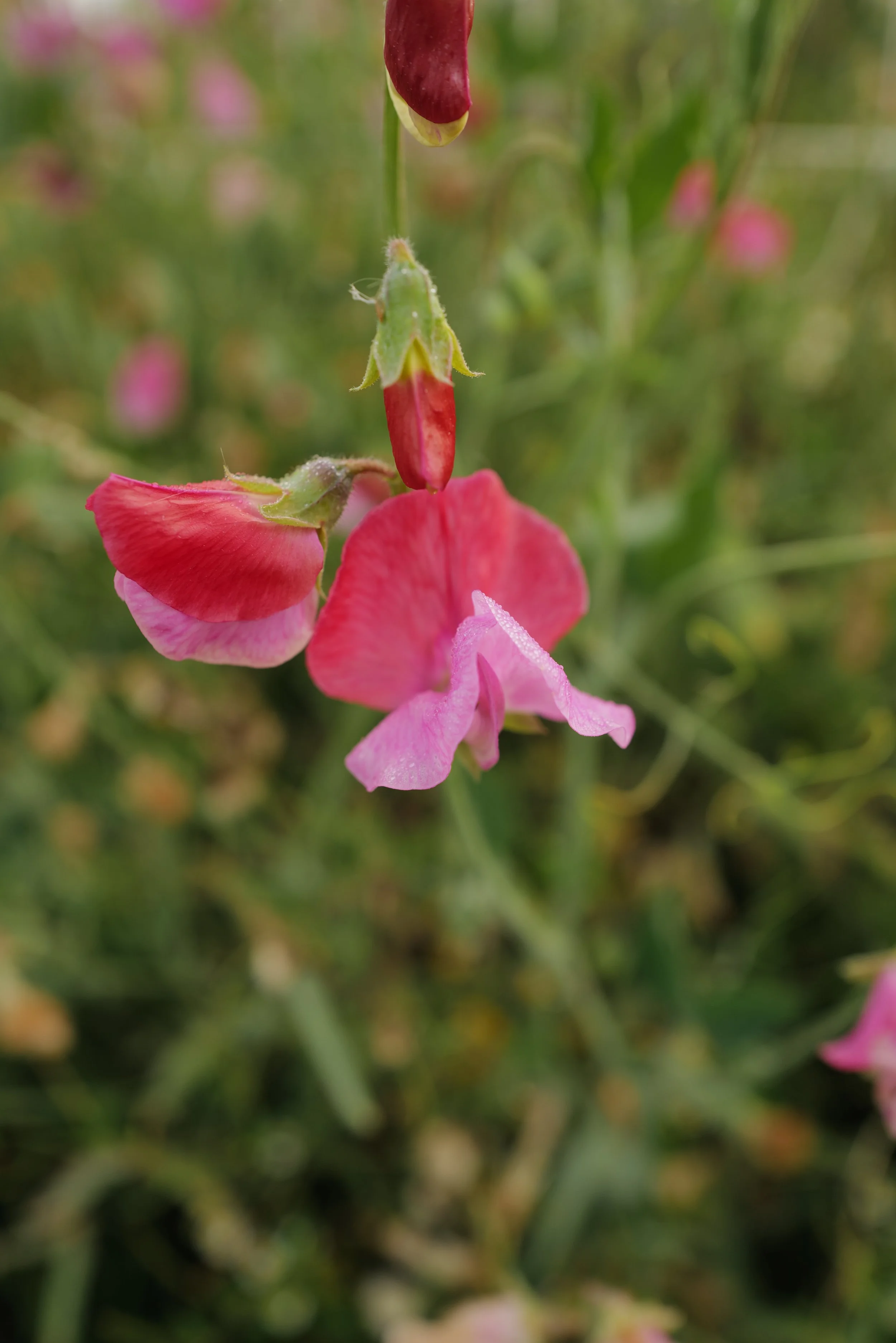 Sweet Pea Frank William Street