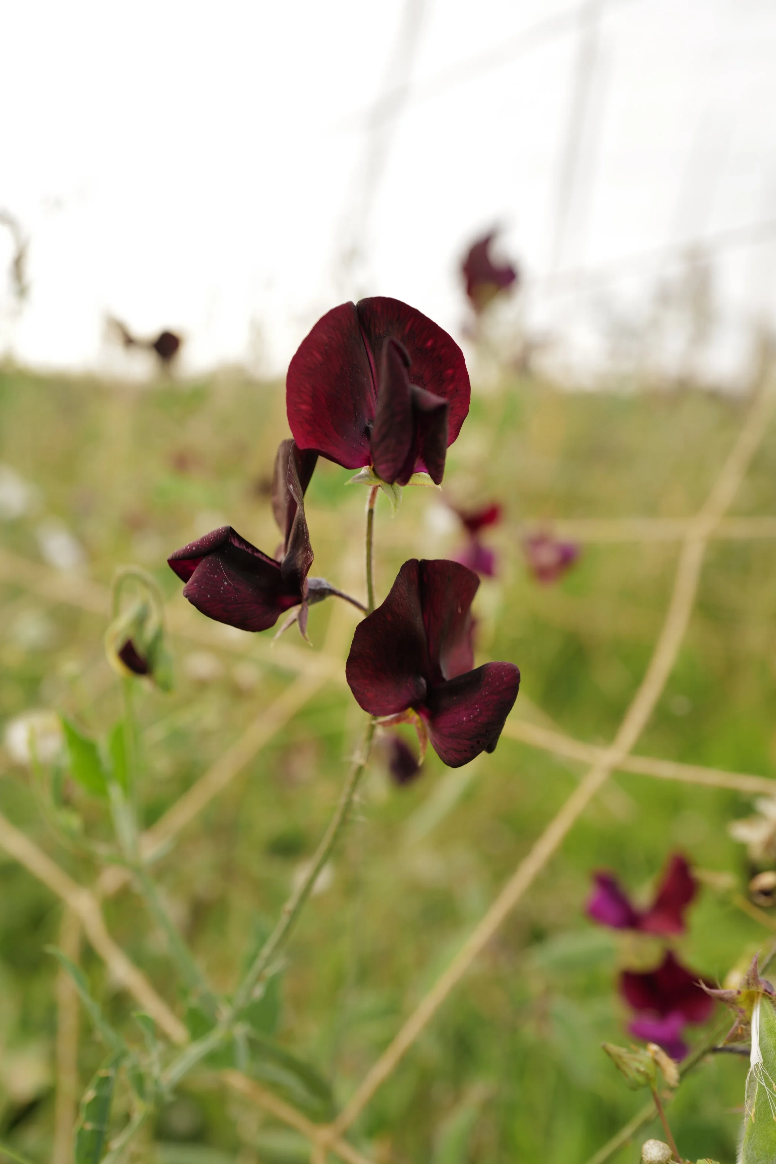Sweet Pea Almost Black