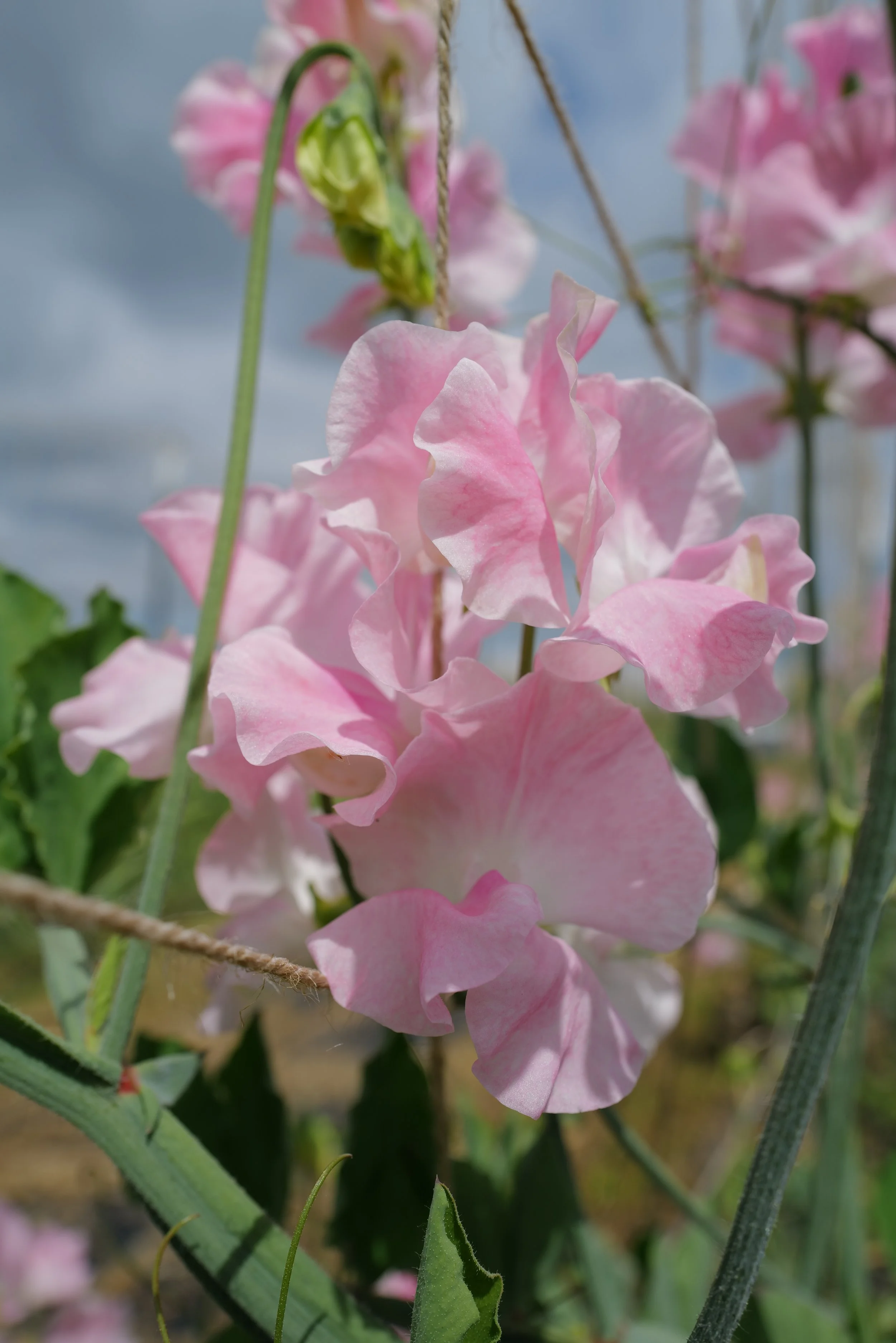 Sweet Pea John Gray