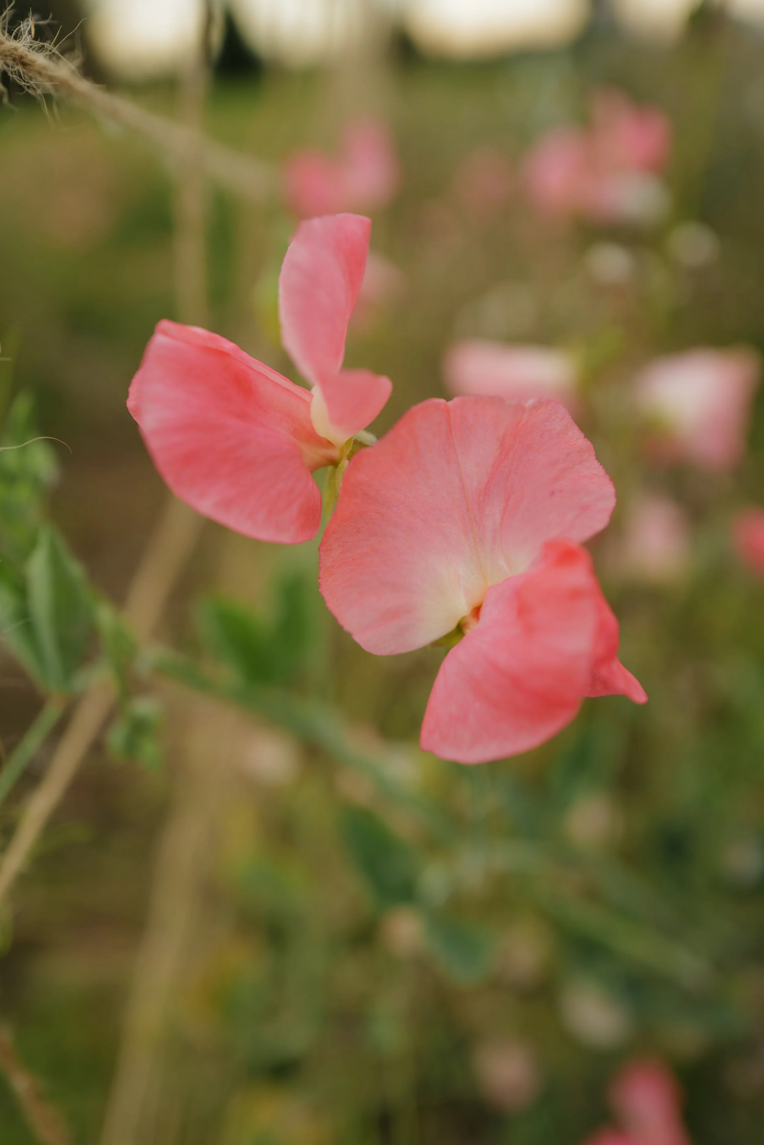 Sweet Pea Patti