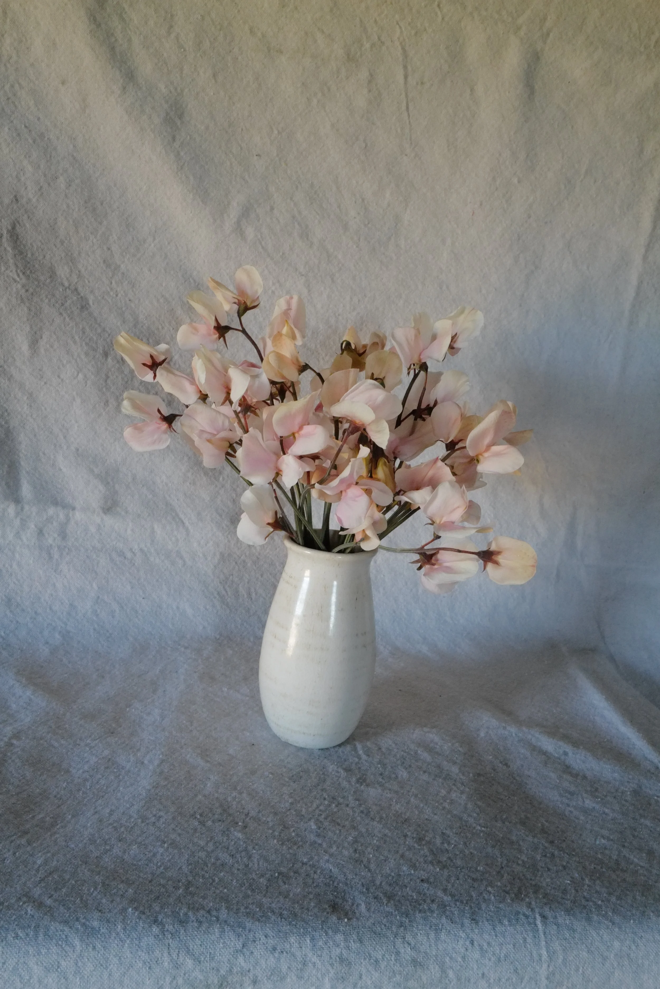 Shell Pink9.JPG