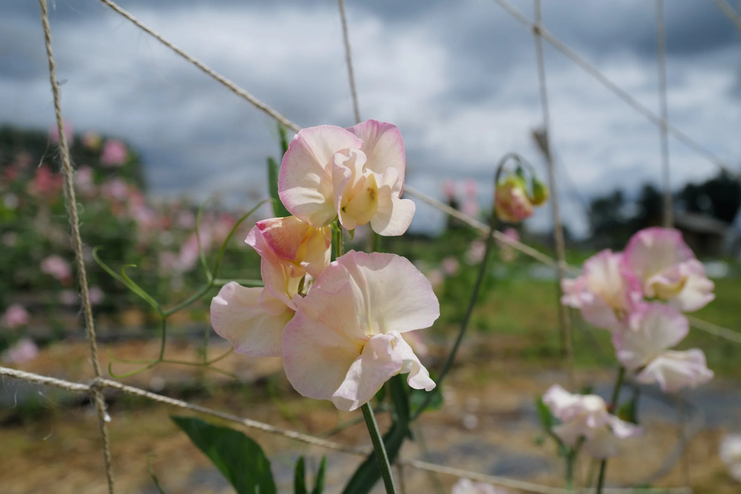 Sweet Pea Monarch's Diamond