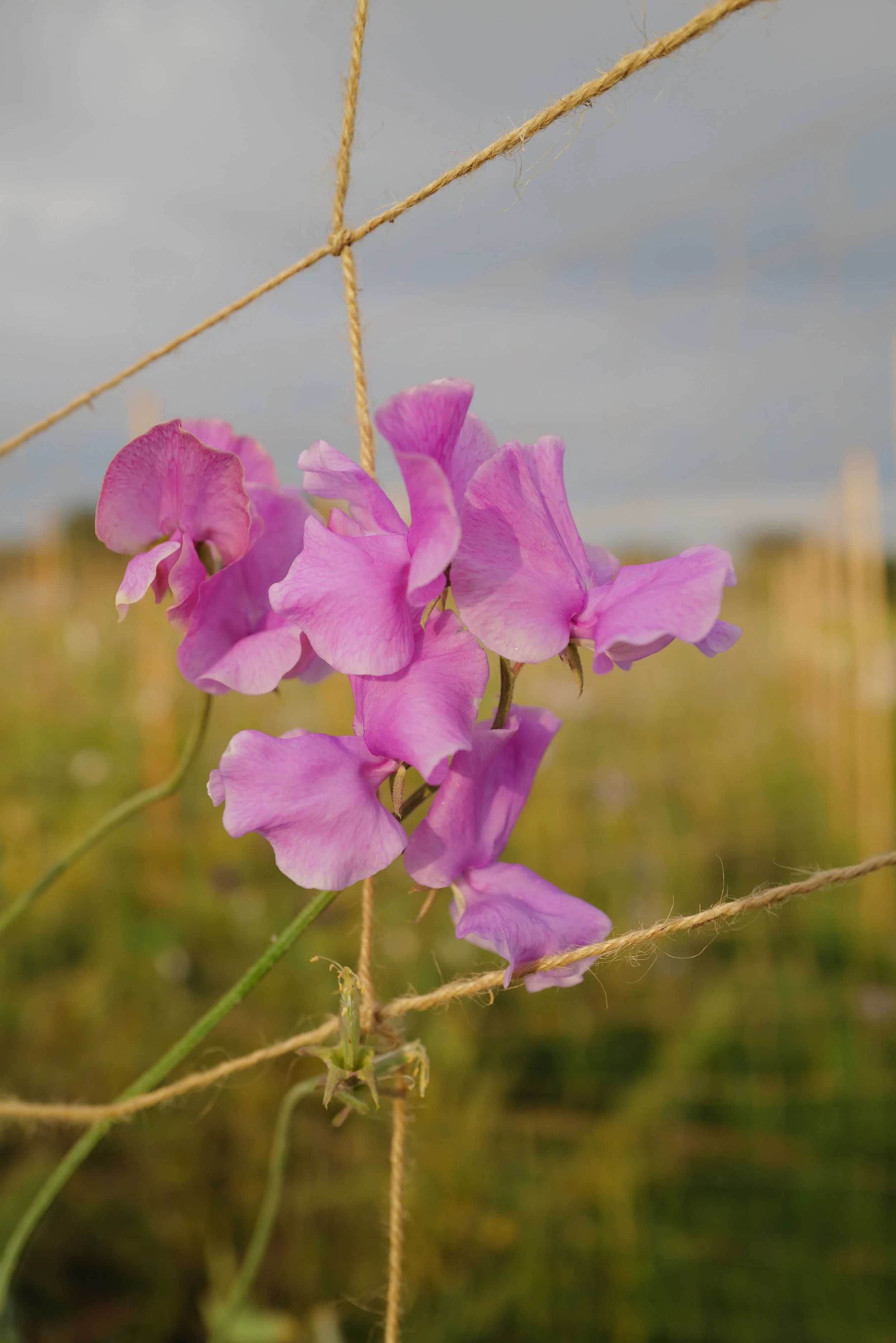 Sweet Pea Trelawny