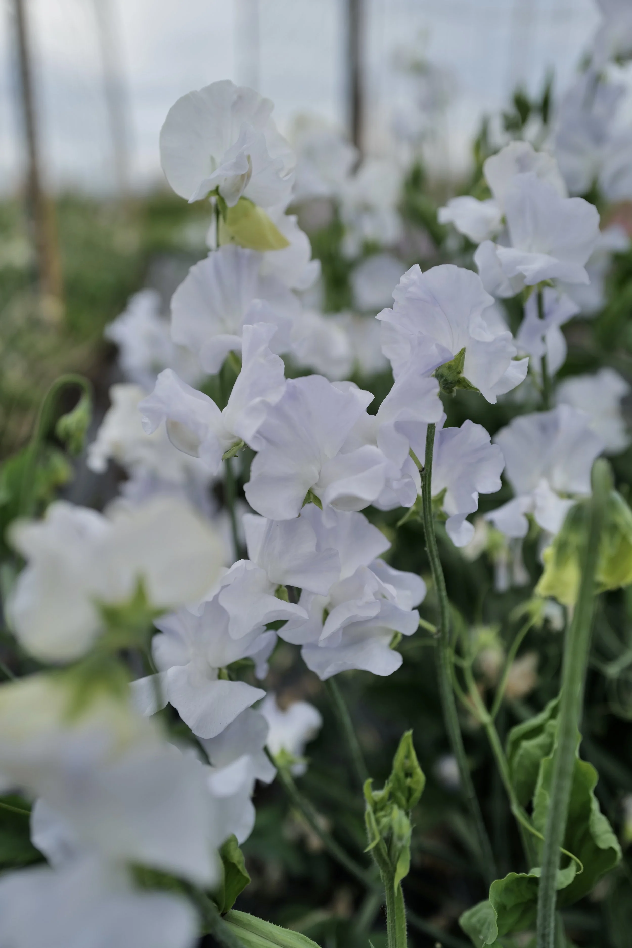 Sweet Pea Beverly Ann