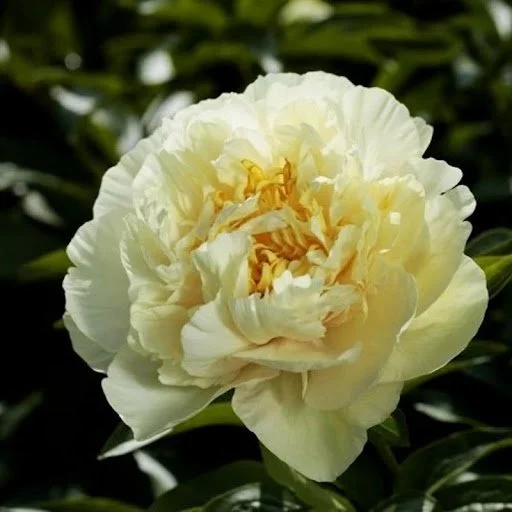 Peony Sunny Girl