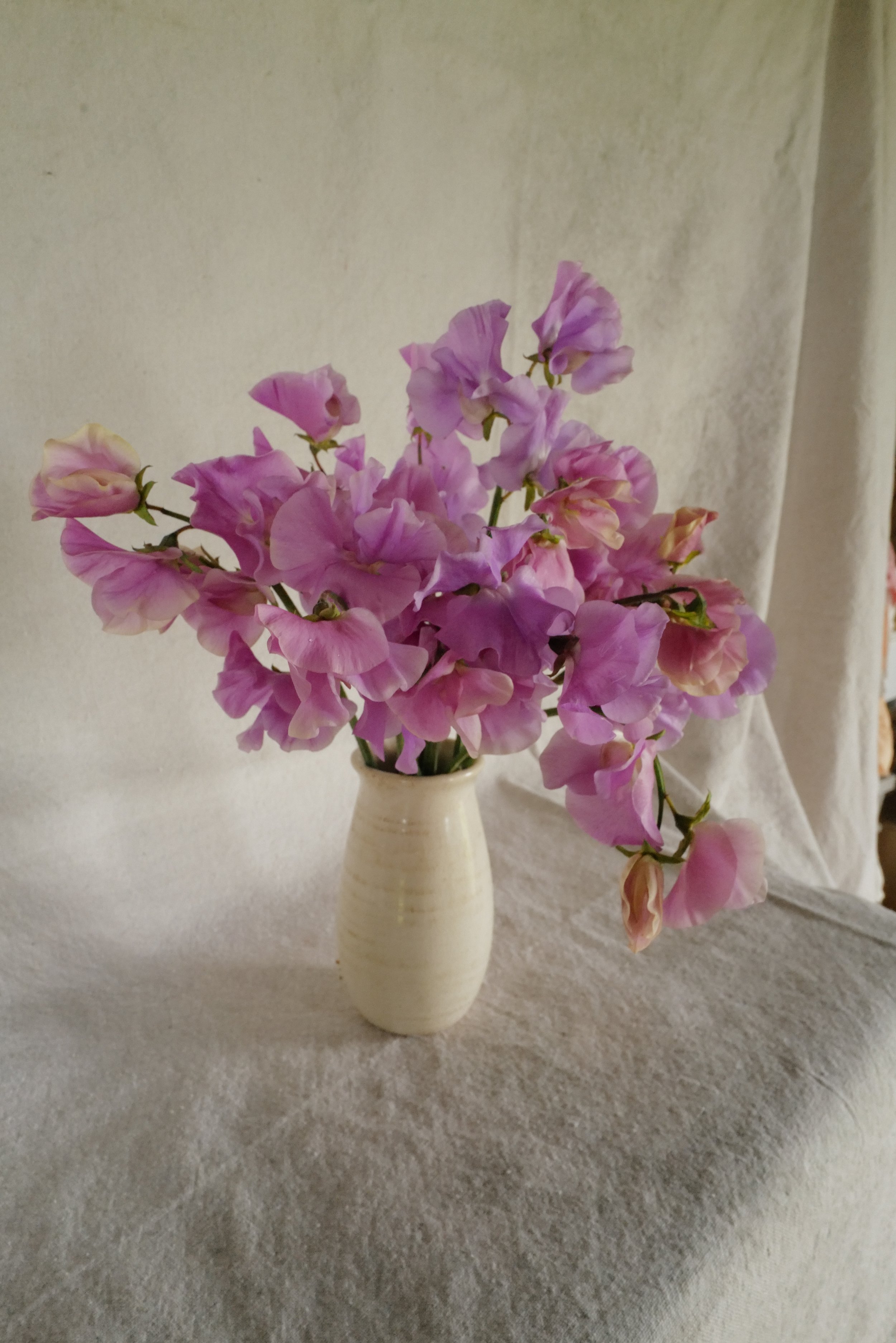 Sweet Pea Kings Coronation