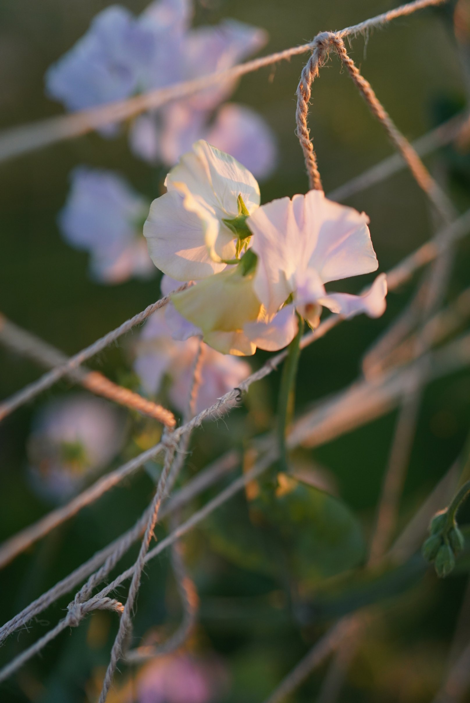 Cilla Sweet Pea - Songbird Seed Co..JPG