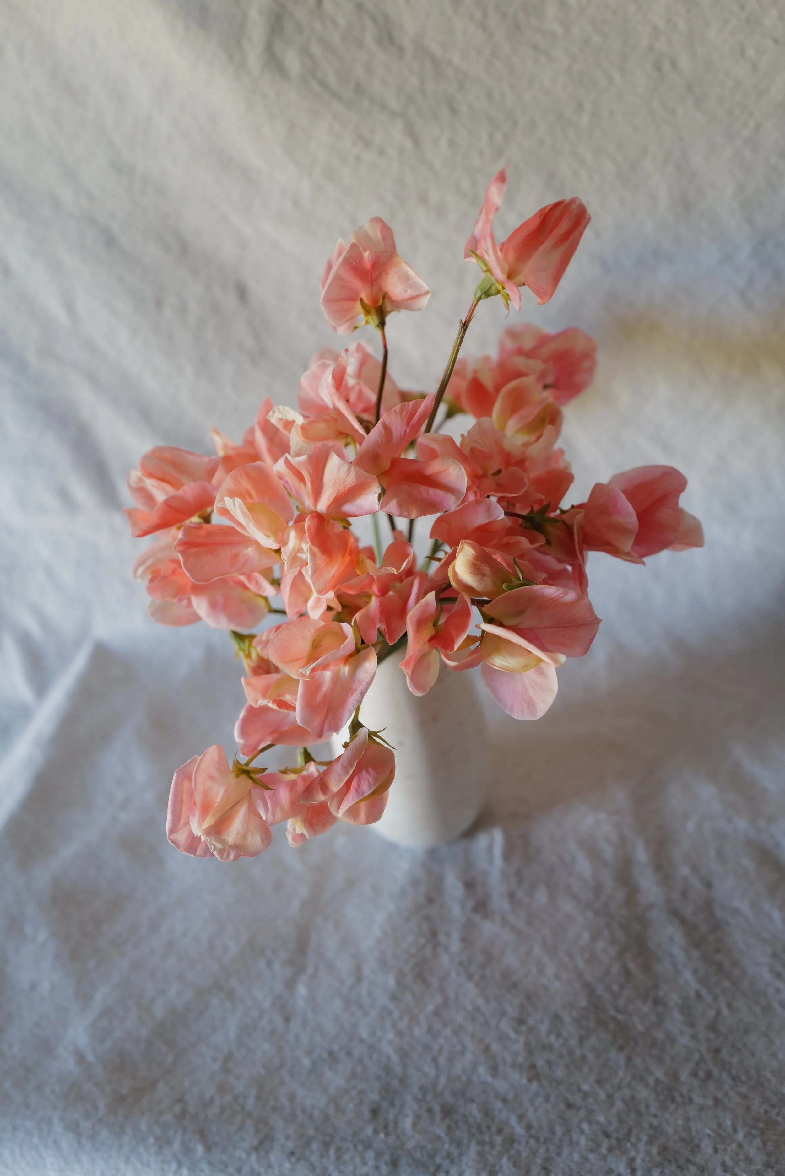 Apricot Queen4.JPG