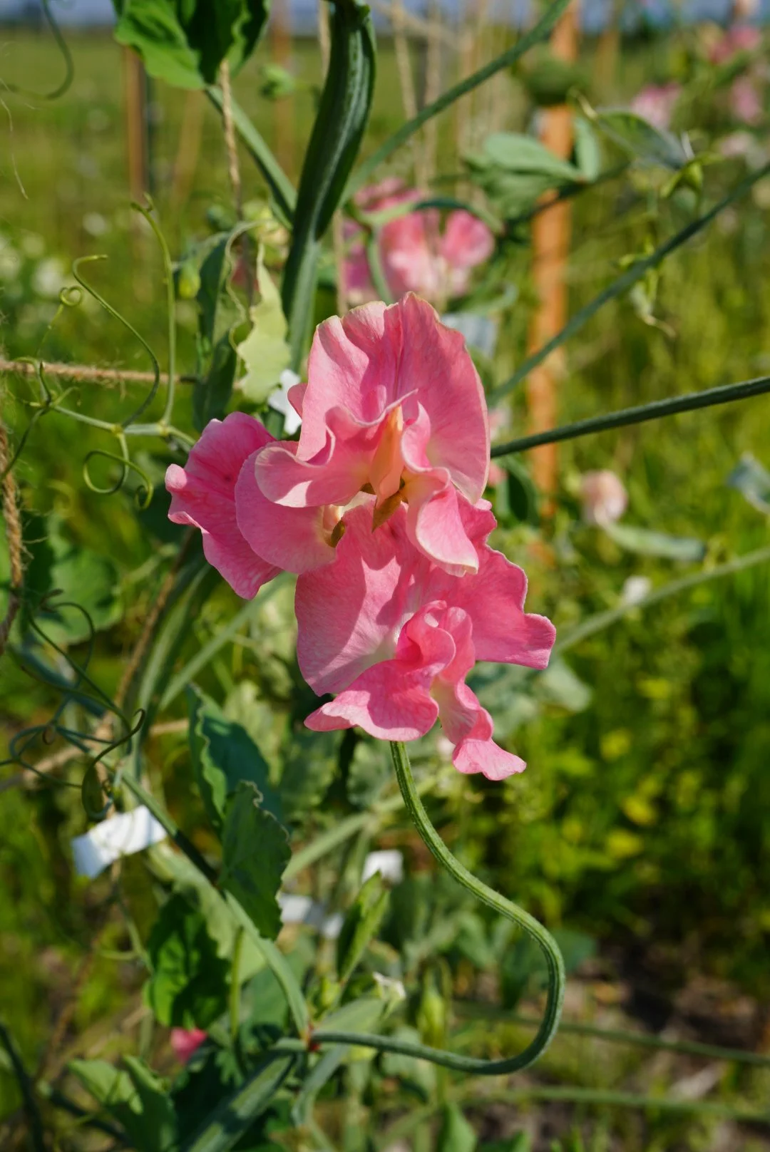 DSC05318.JPG