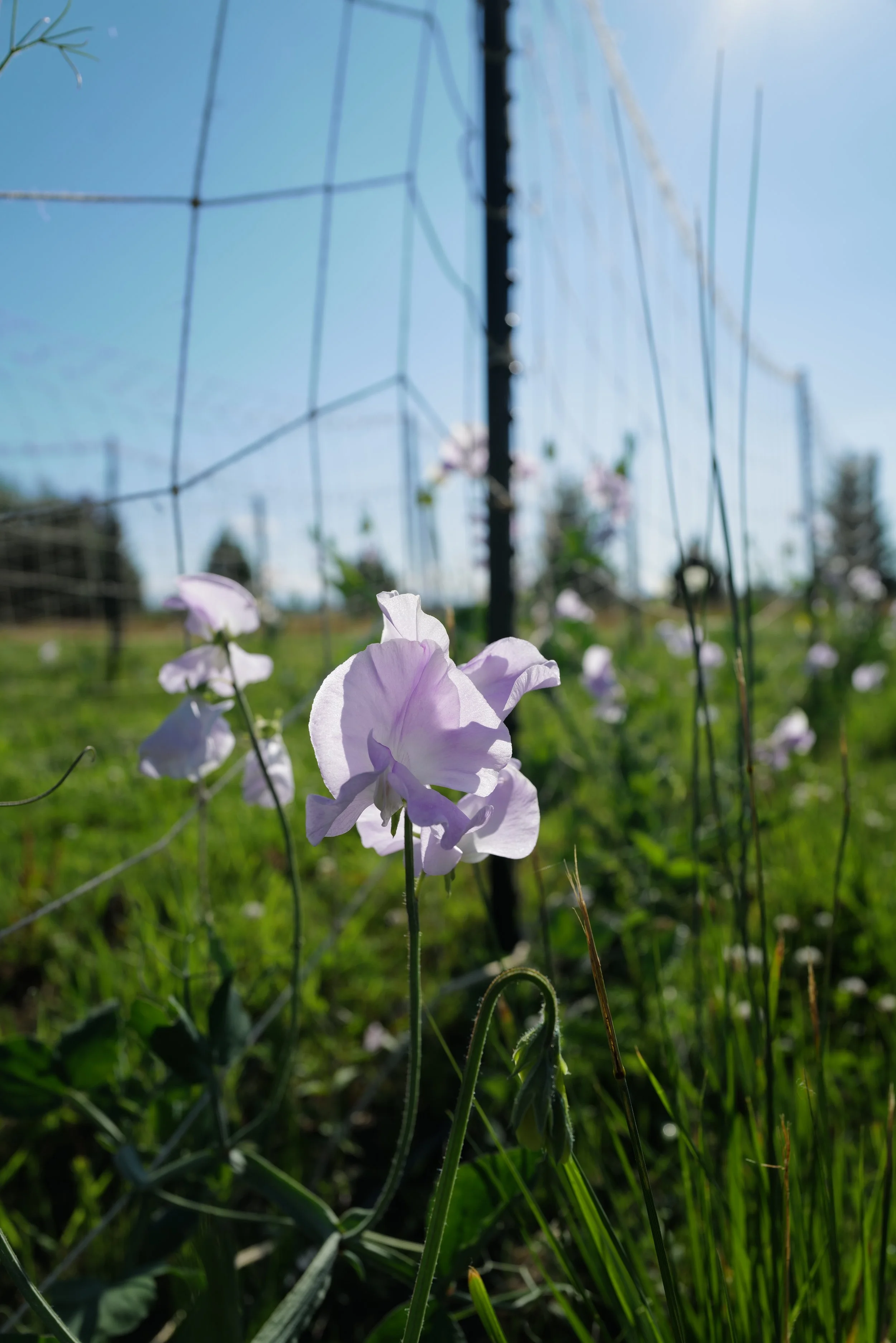 Sweet Pea Helen Millar