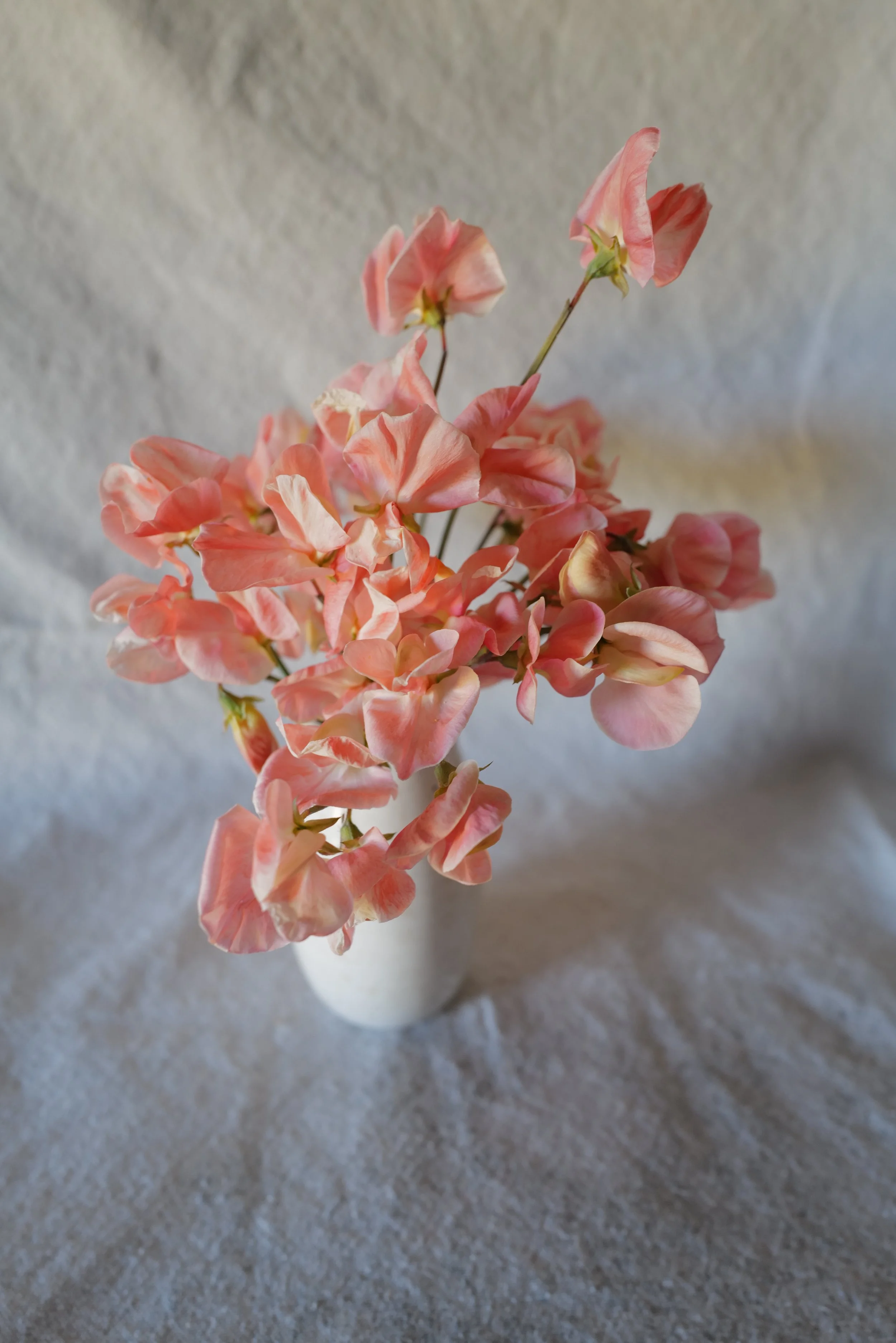 Apricot Queen6.JPG