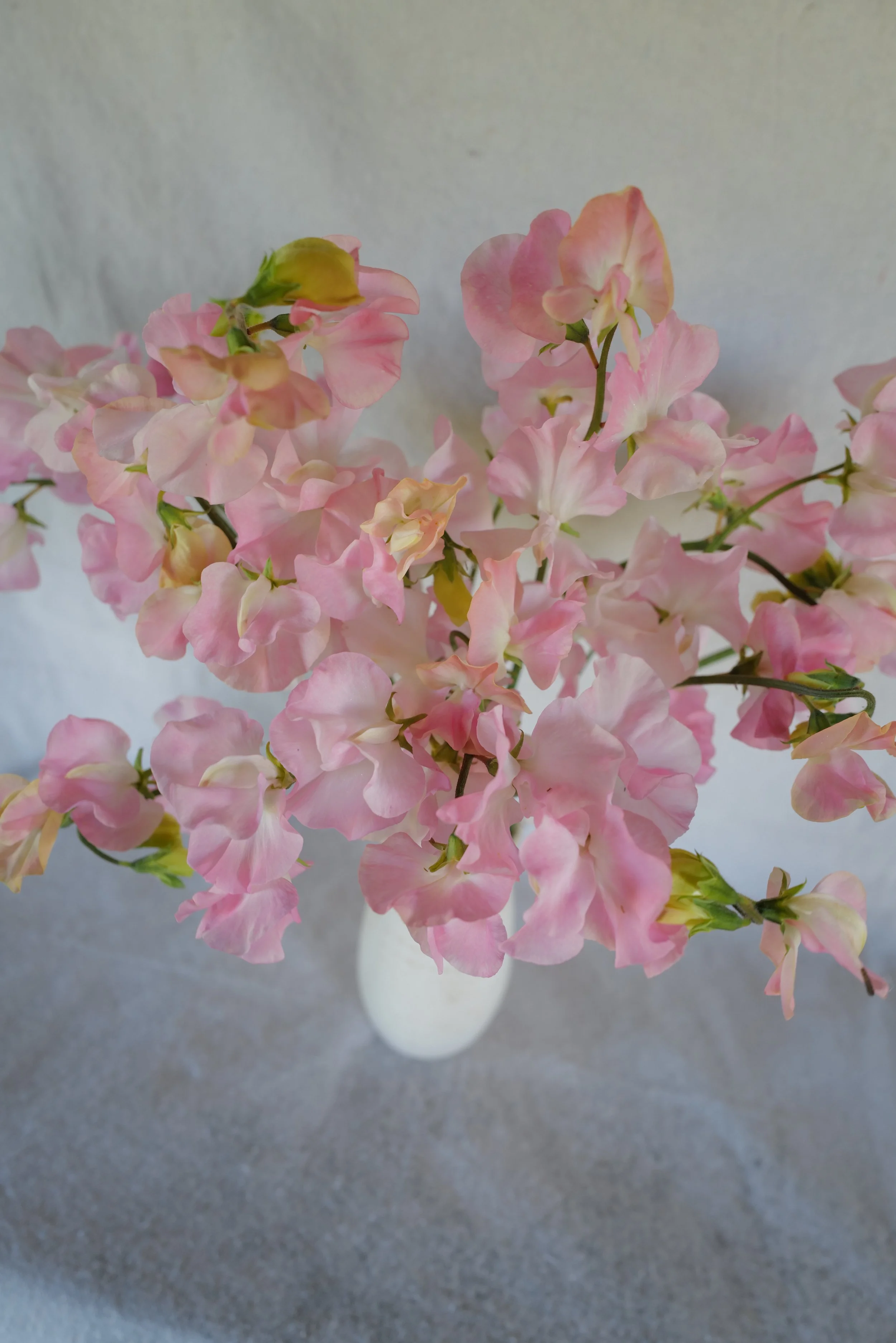 Sweet Pea Amy Dowden