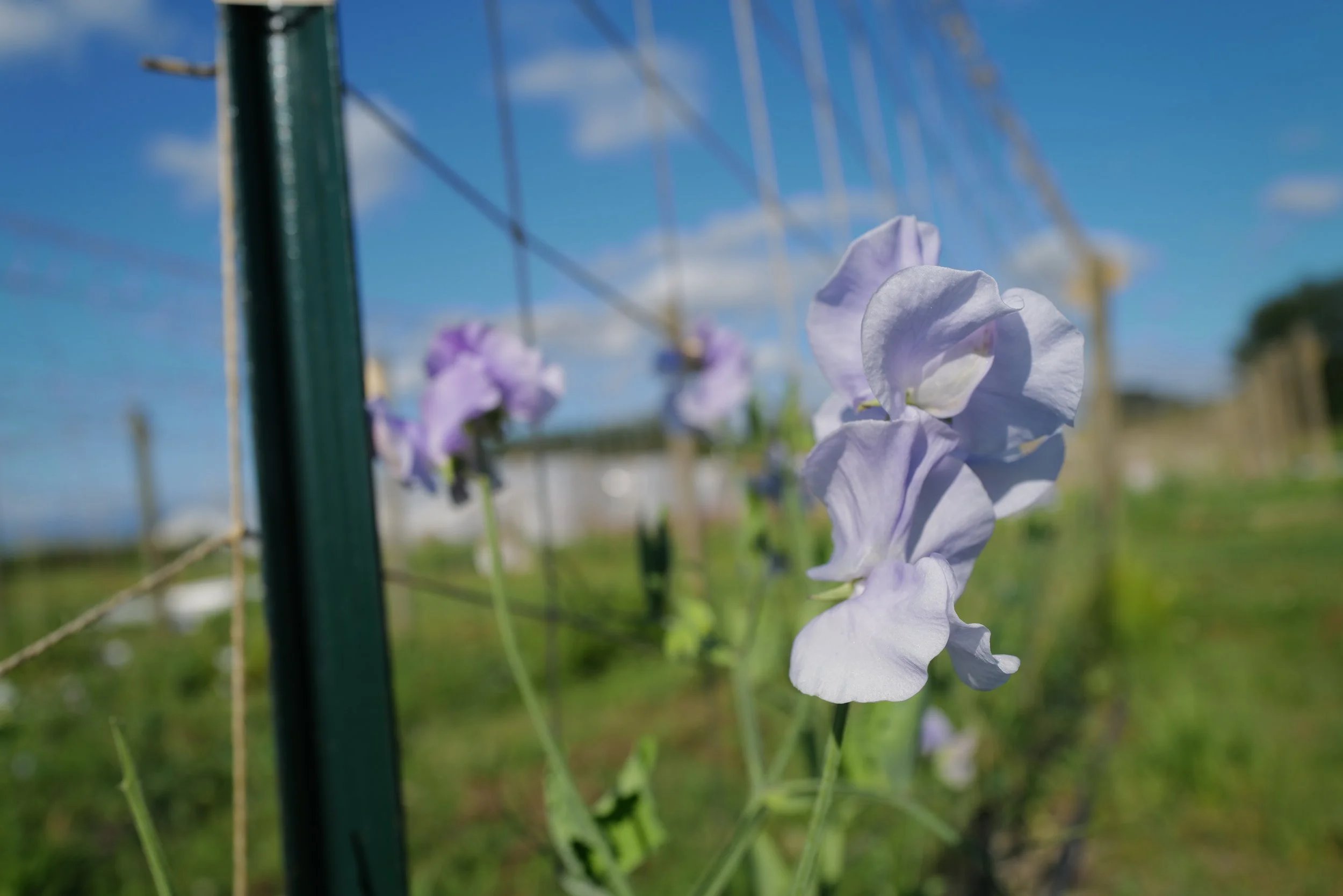 Sweet Pea Charlie's Angel