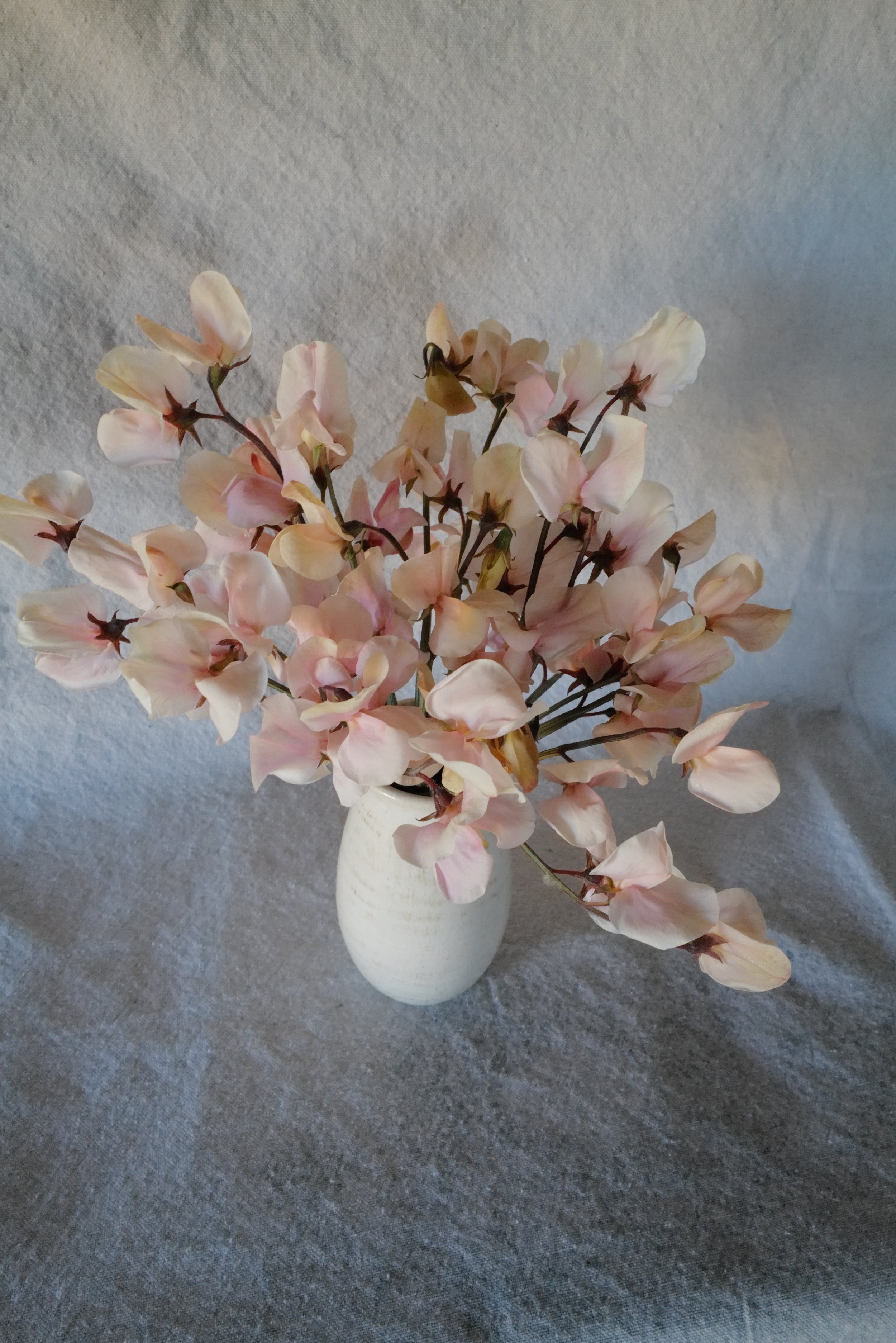 Shell Pink11.JPG
