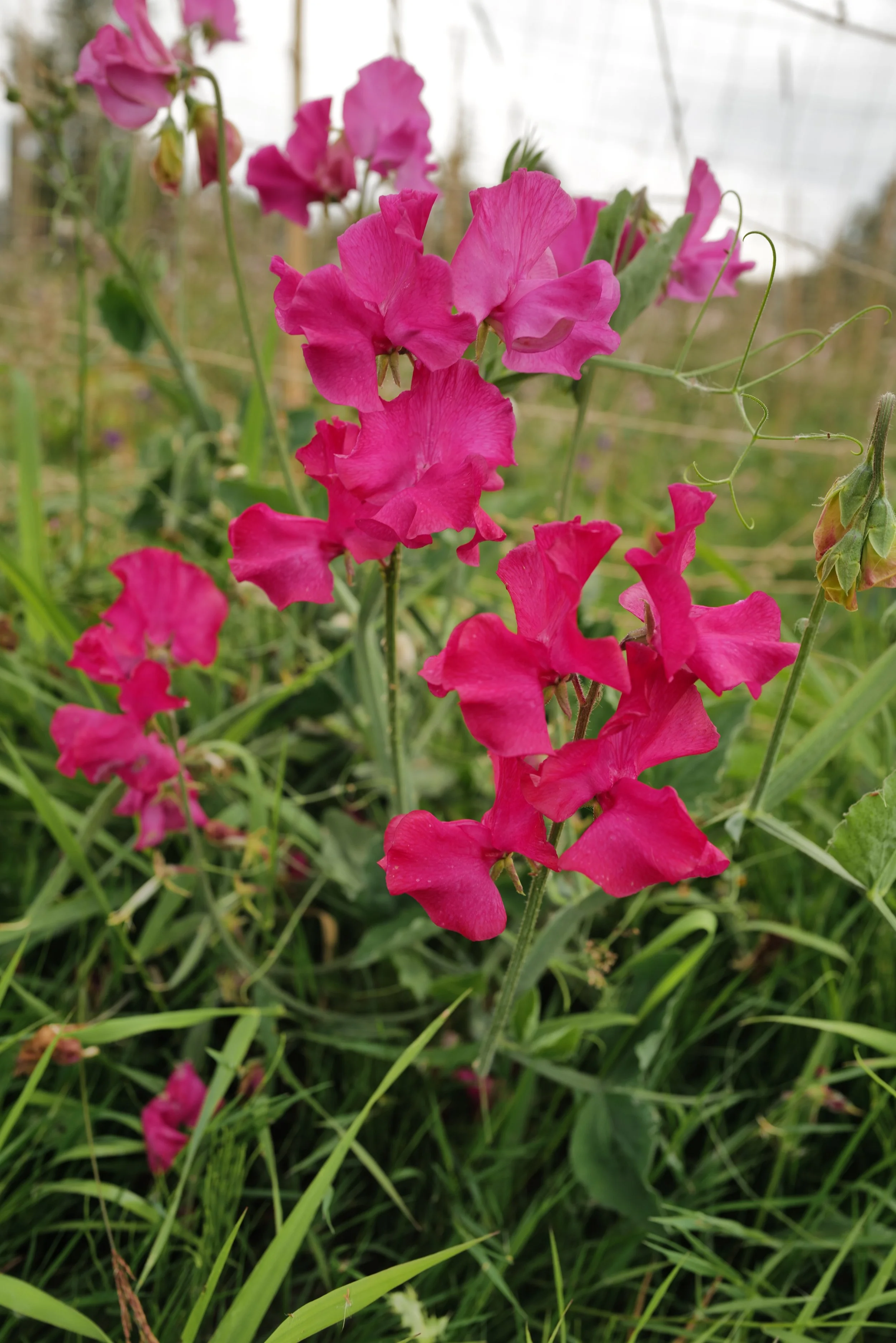 Josie Sweet Pea - Songbird Seed Co..JPG