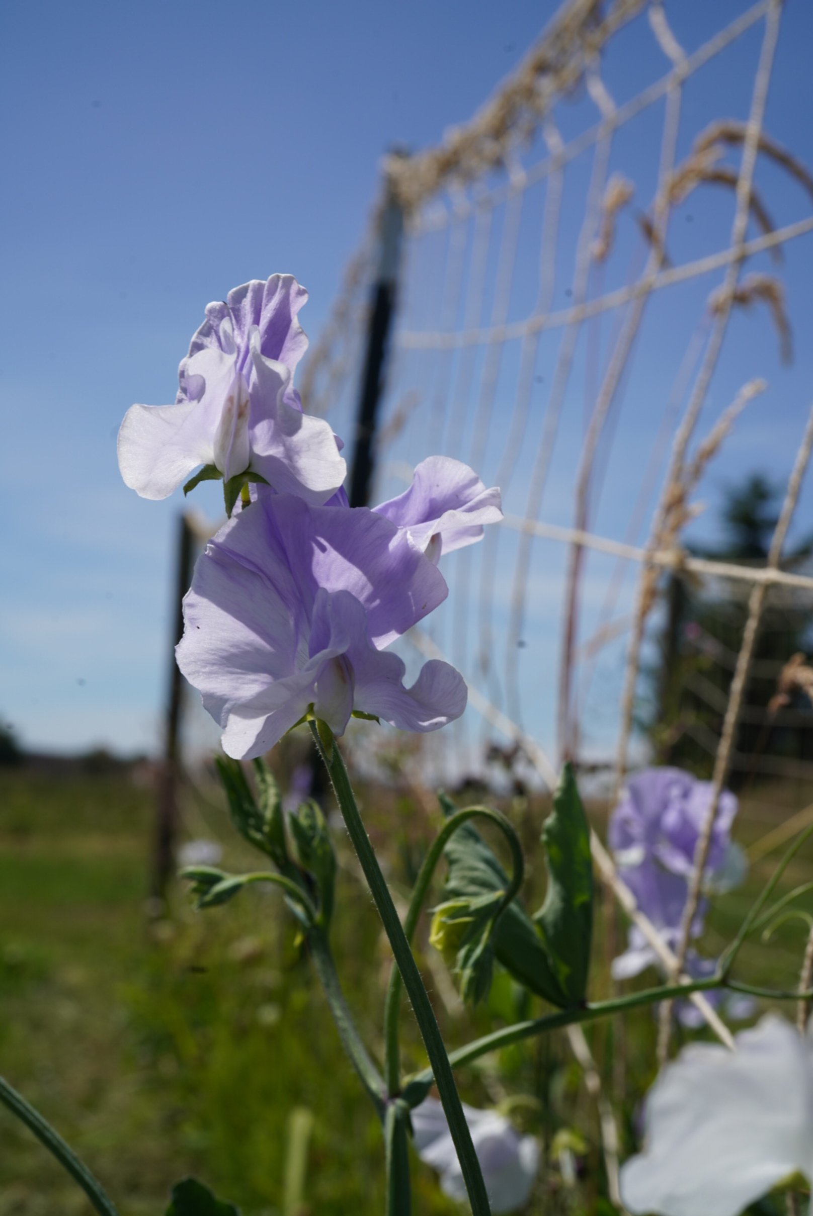 Sweet Pea Ballerina Blue