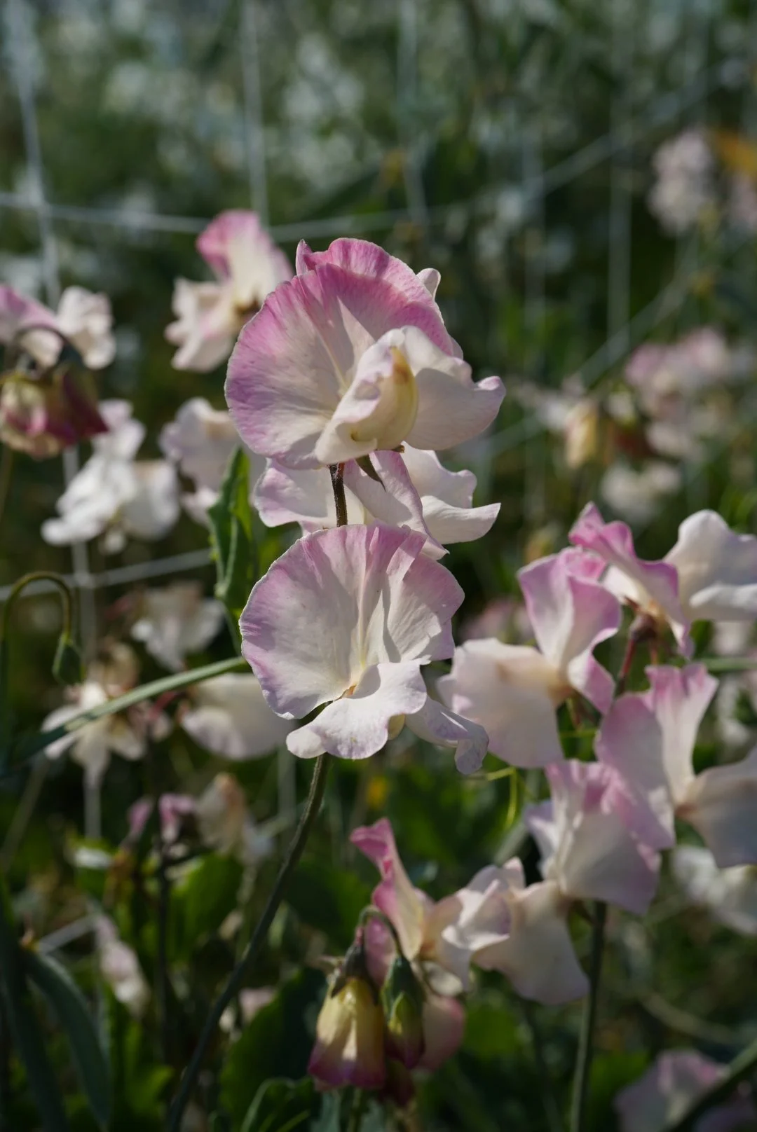 Sweet Pea Mollie Rilstone