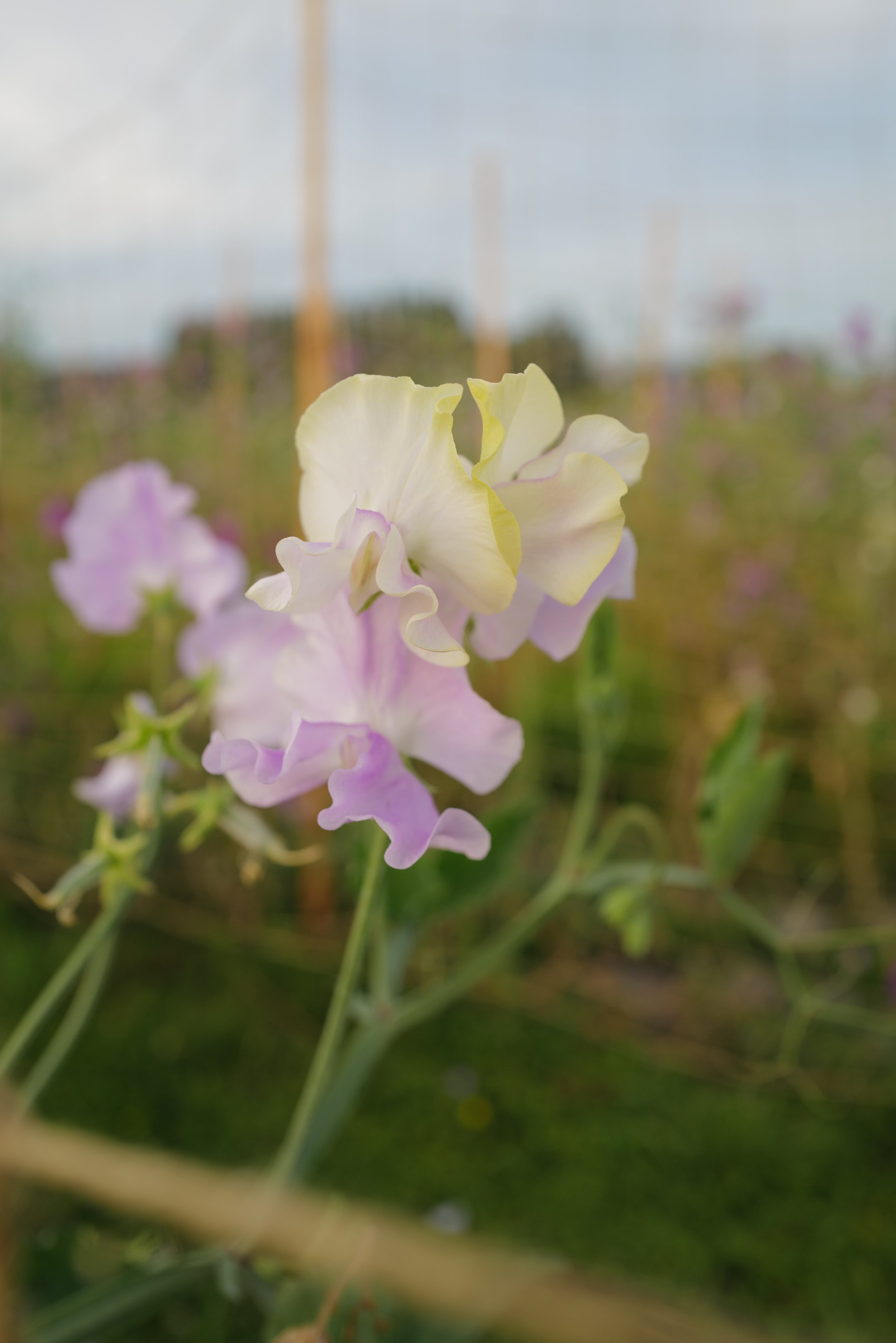 Sweet Pea Helen Millar