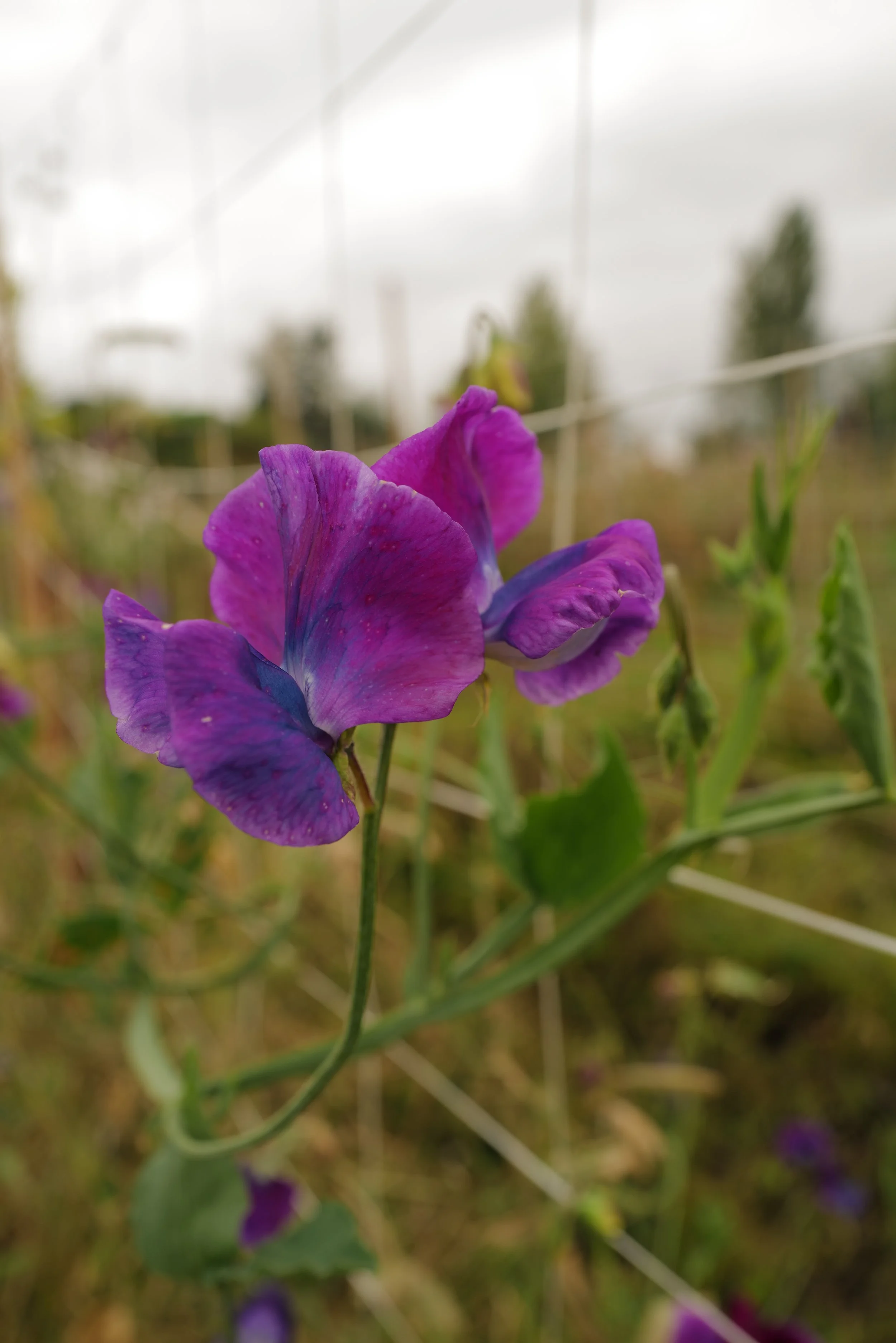 Sweet Pea Blue Shift
