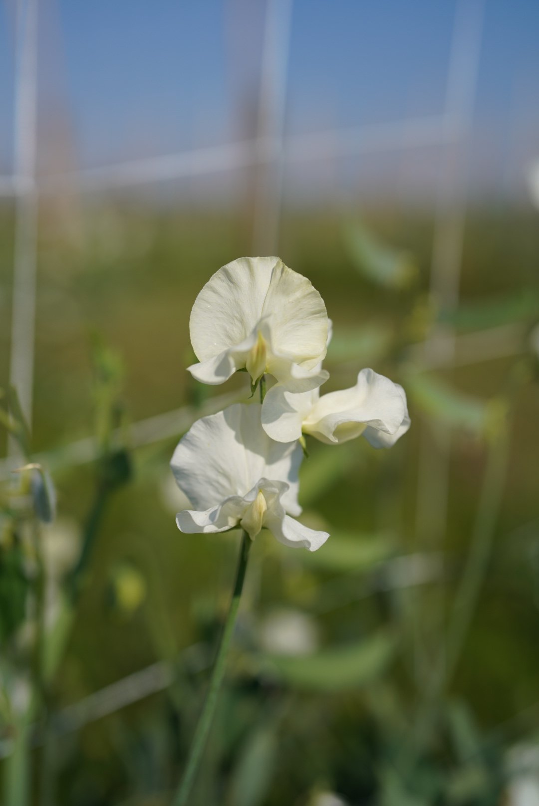 Sweet Pea Clotted Cream