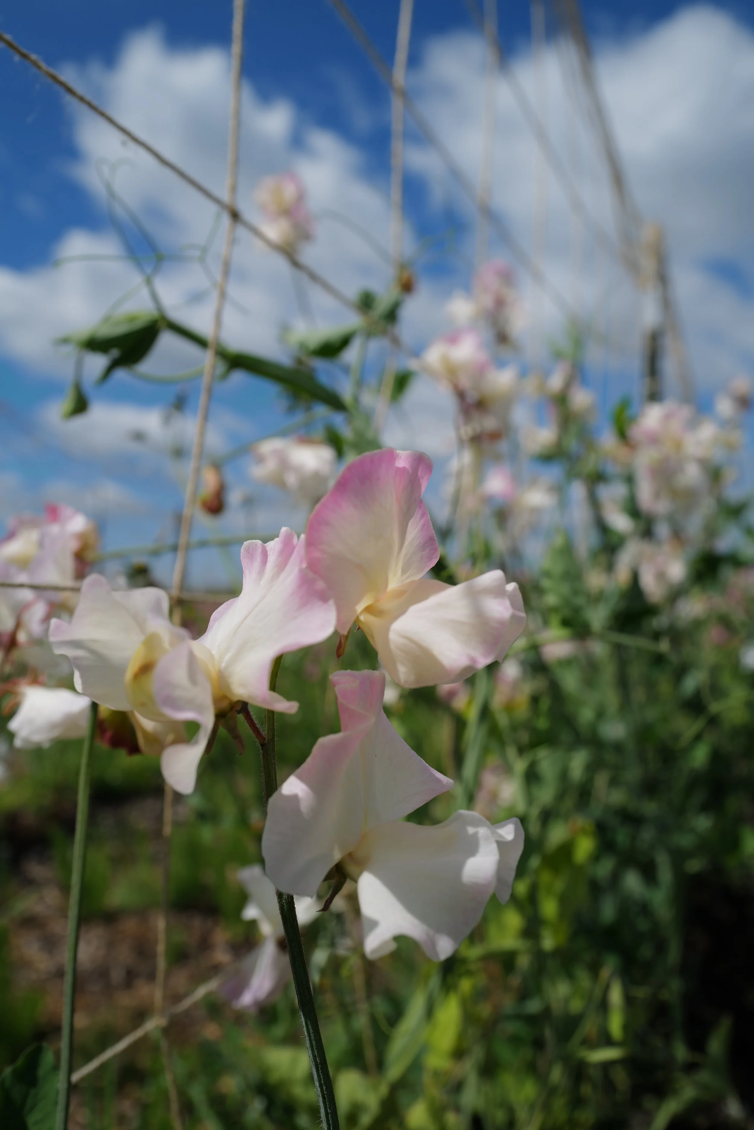 Sweet Pea Mollie Rilstone