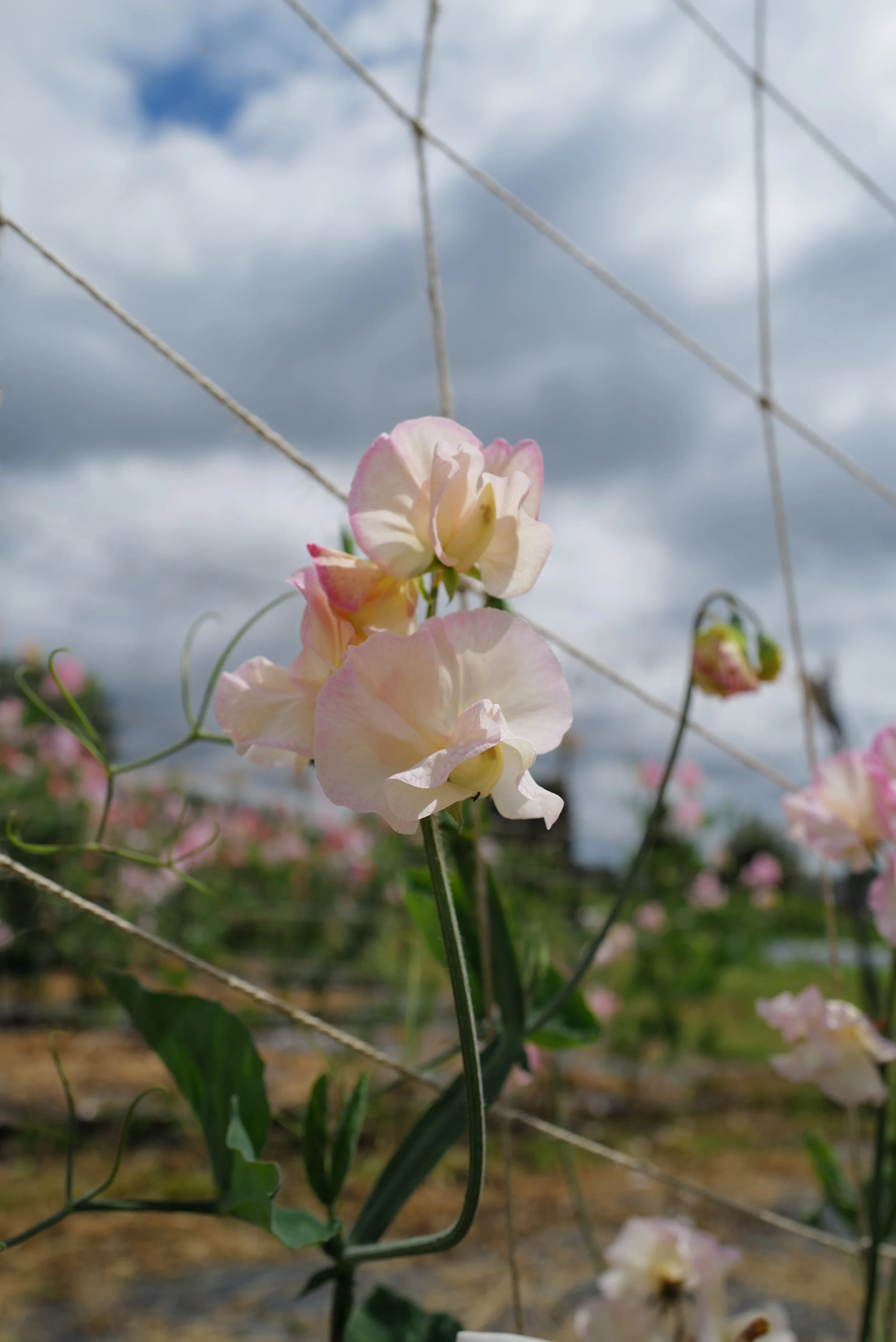 Monarch's Diamond - Lumpy