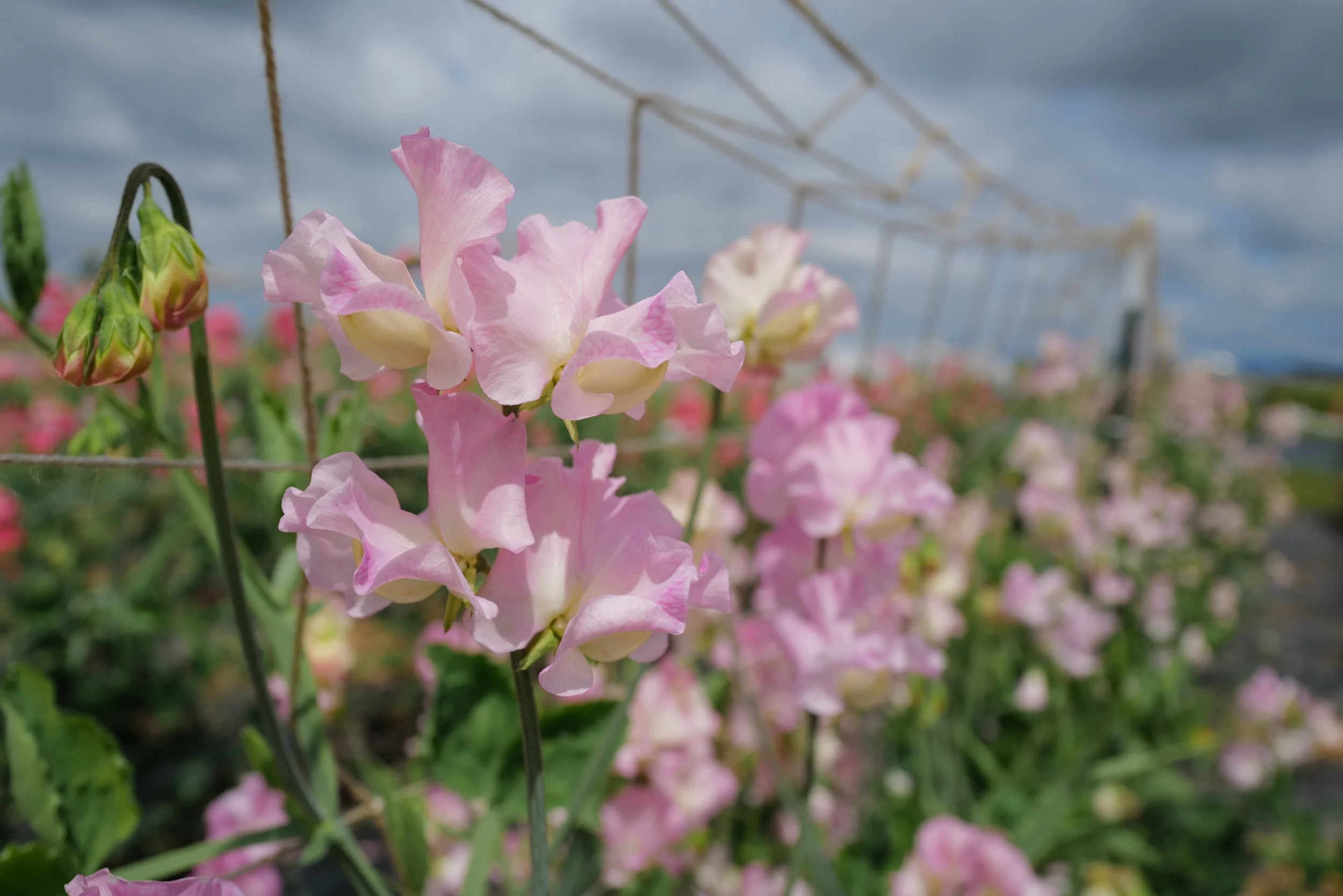Sweet Pea Lizanne Davies