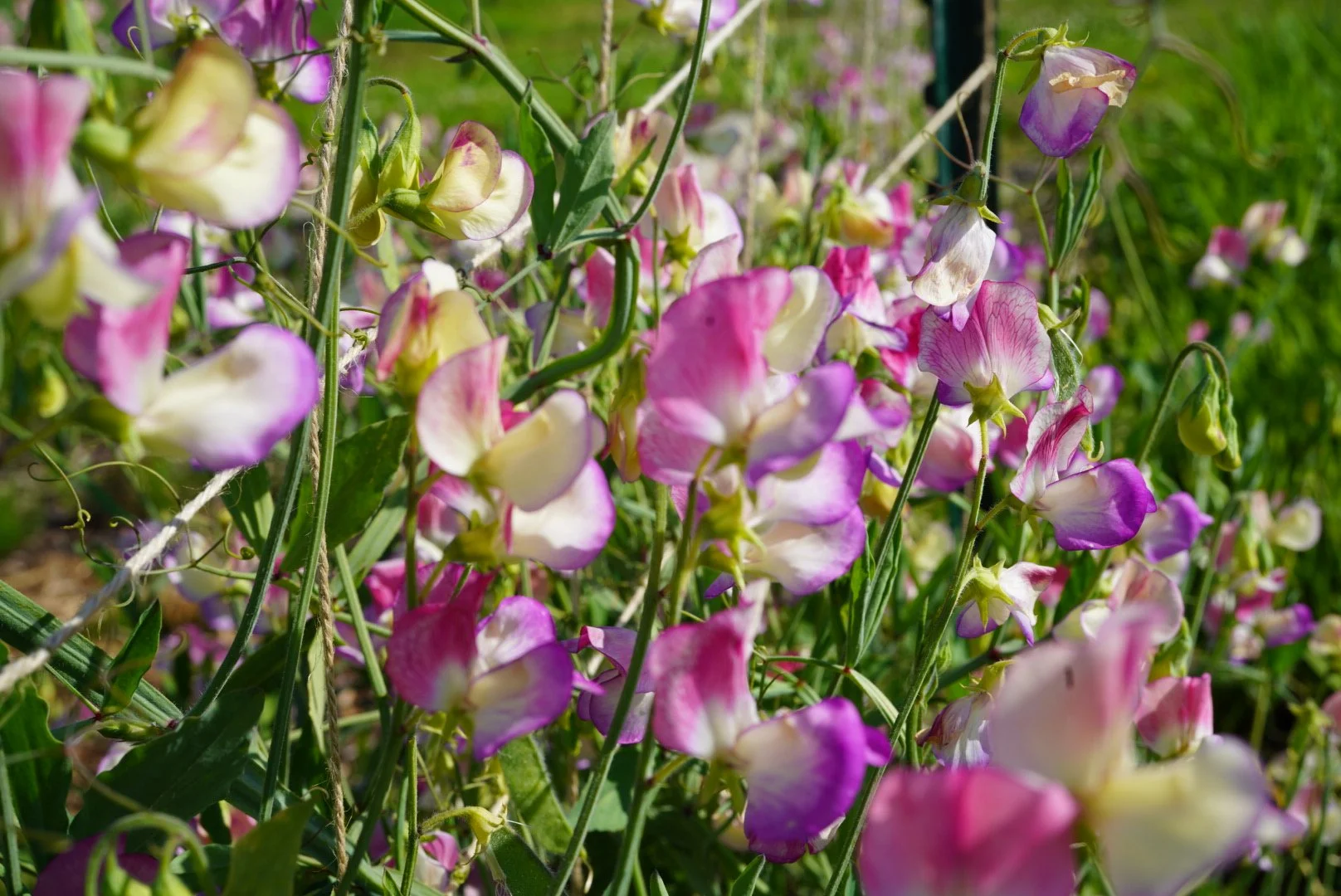Sweet Pea Spanish Dancer