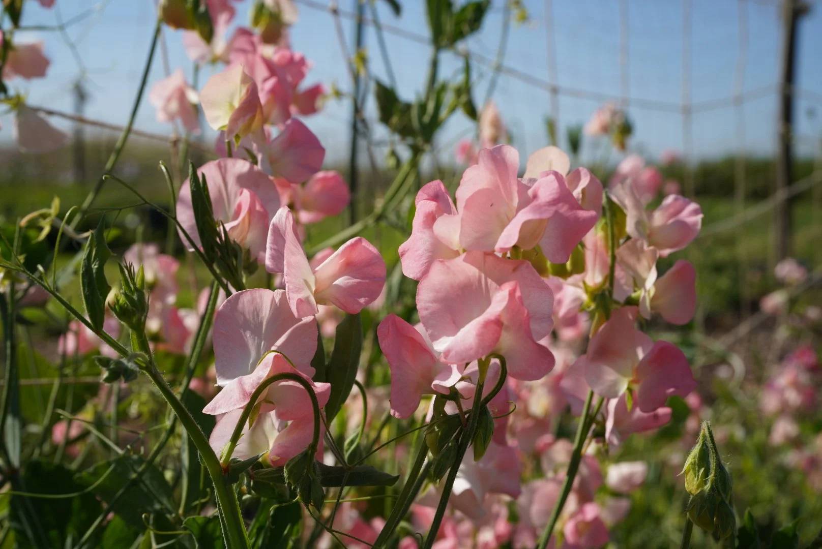 Sweet Pea Spring Sunshine Nancy