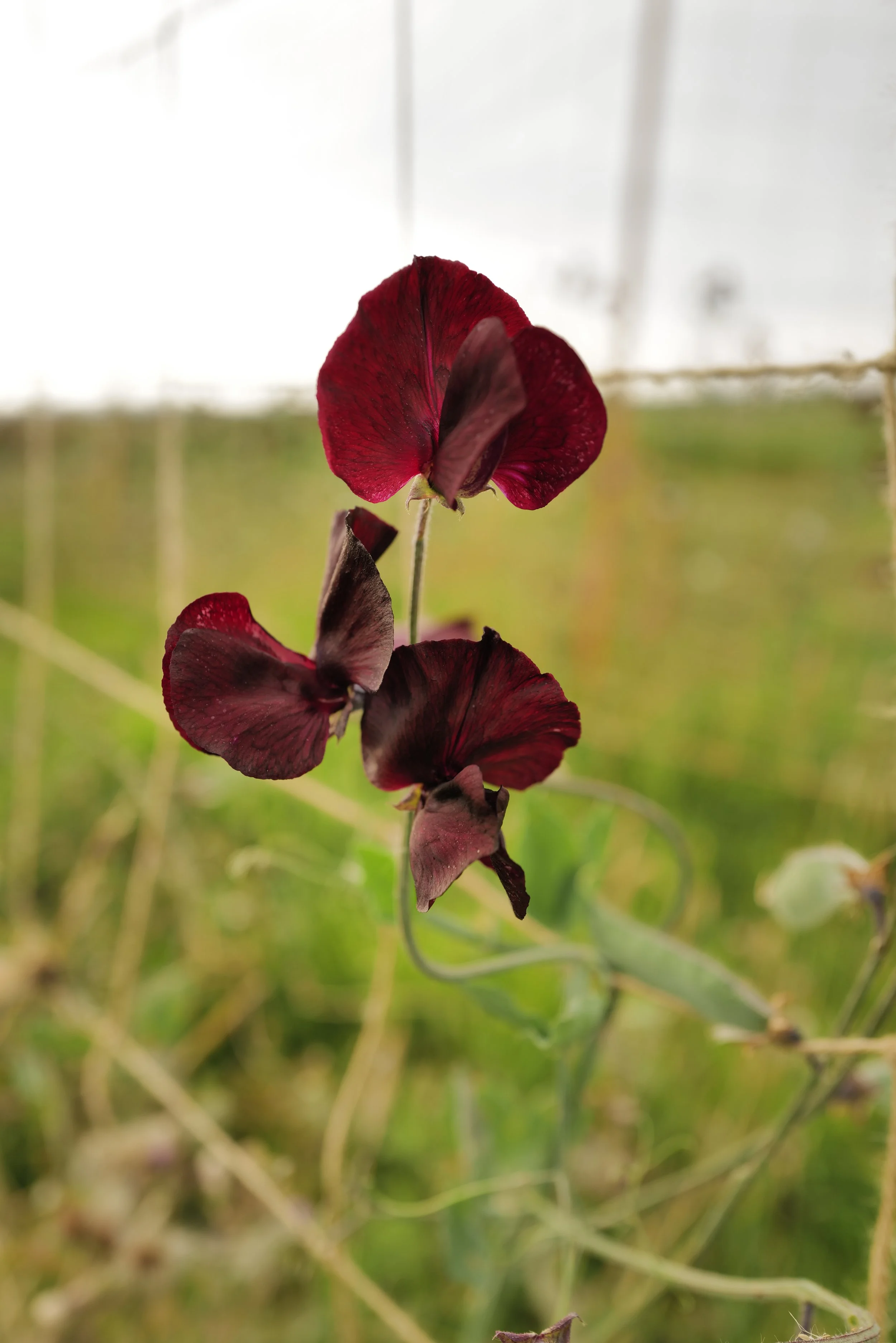 Sweet Pea Topsy