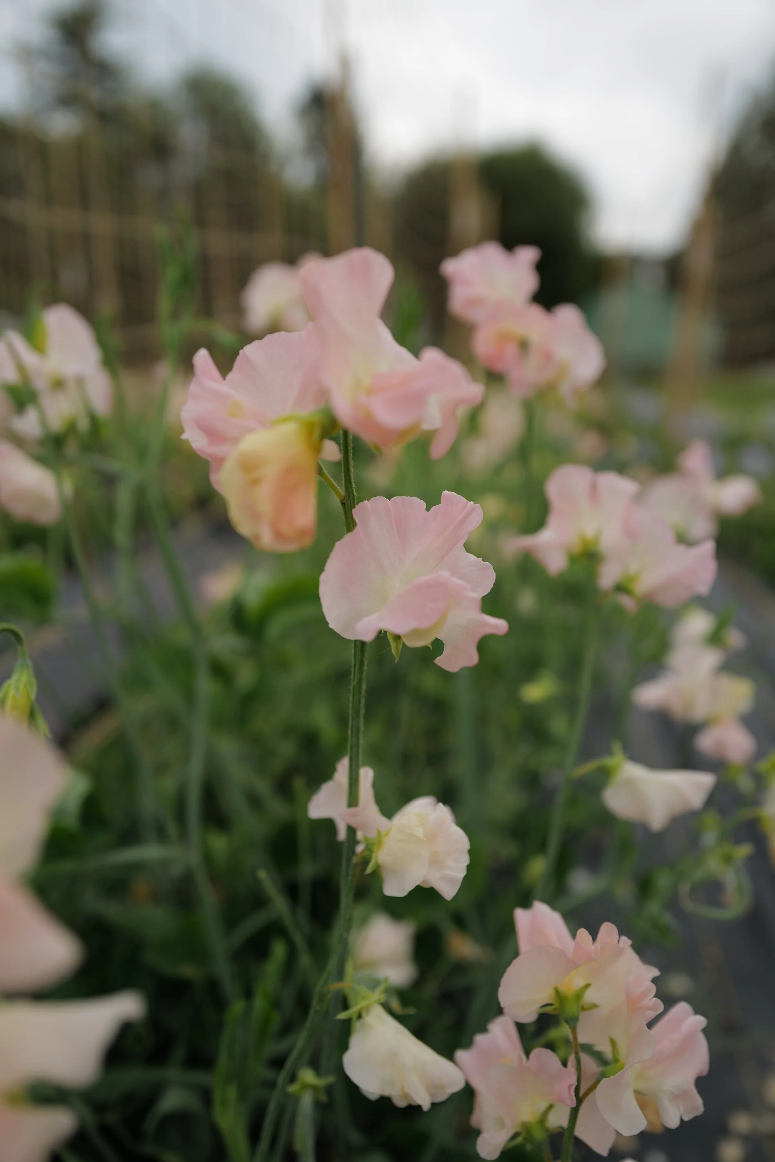 Sweet Pea Castlewellan