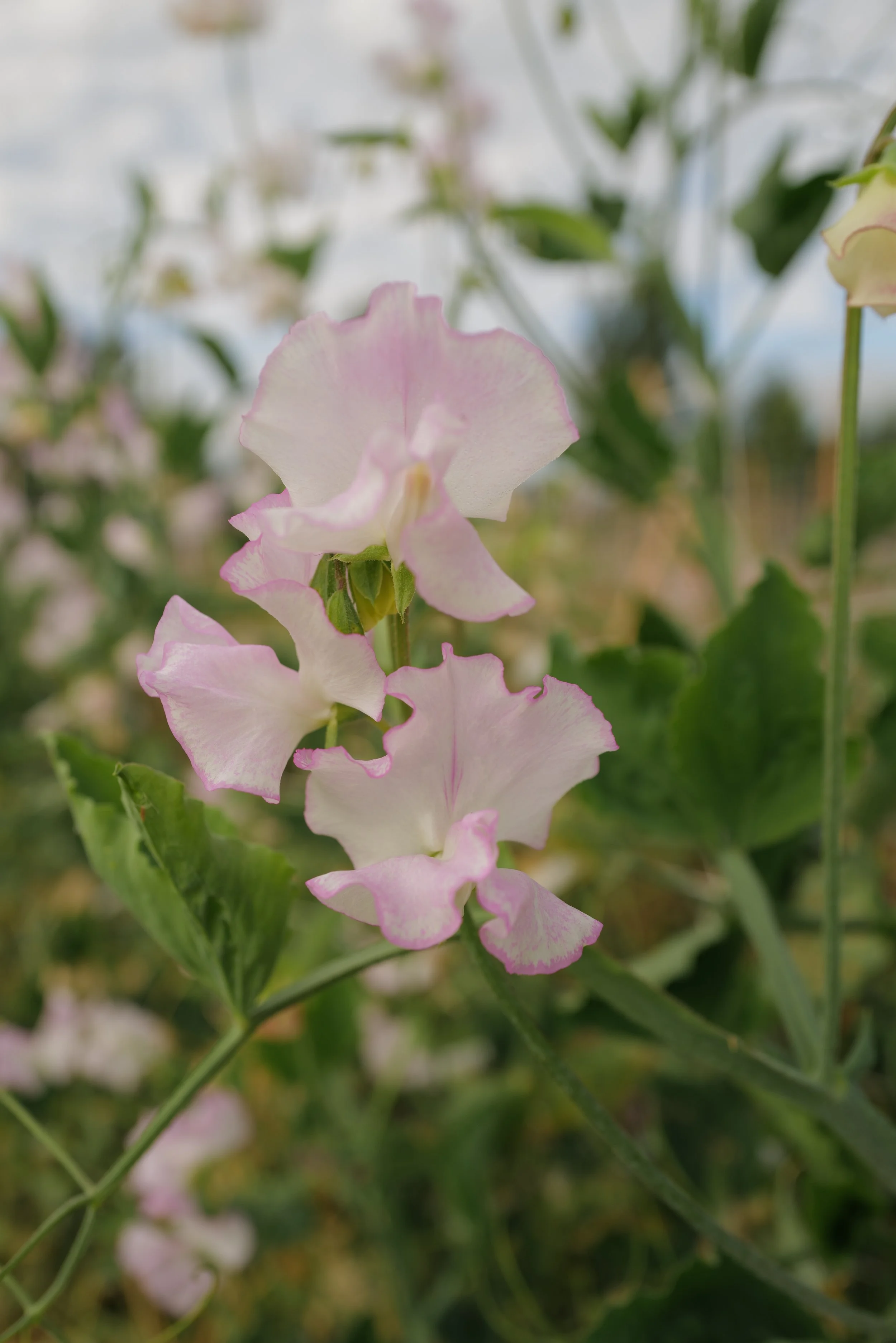 Sweet Pea Queen of Hearts