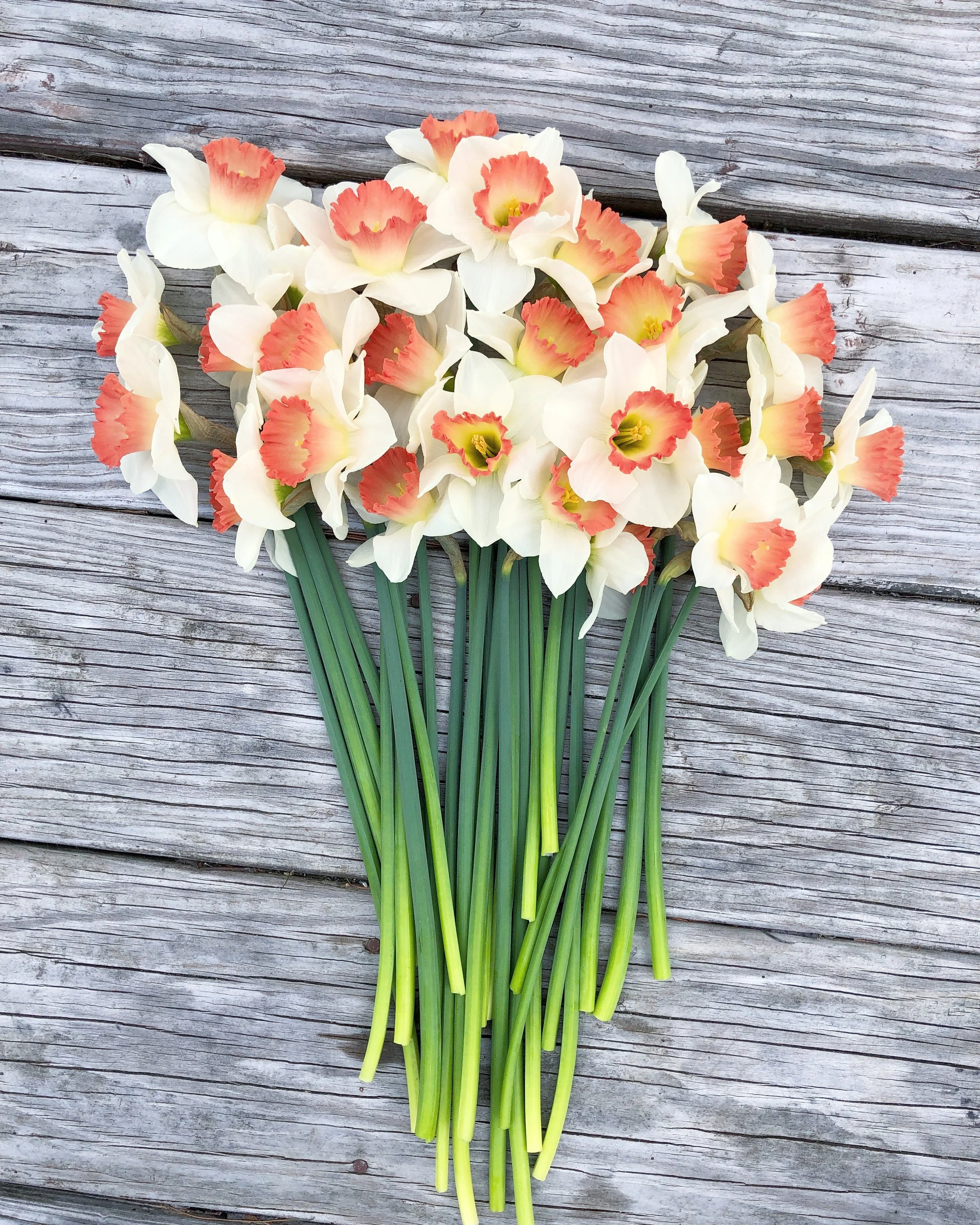 Daffodil Pink Charm