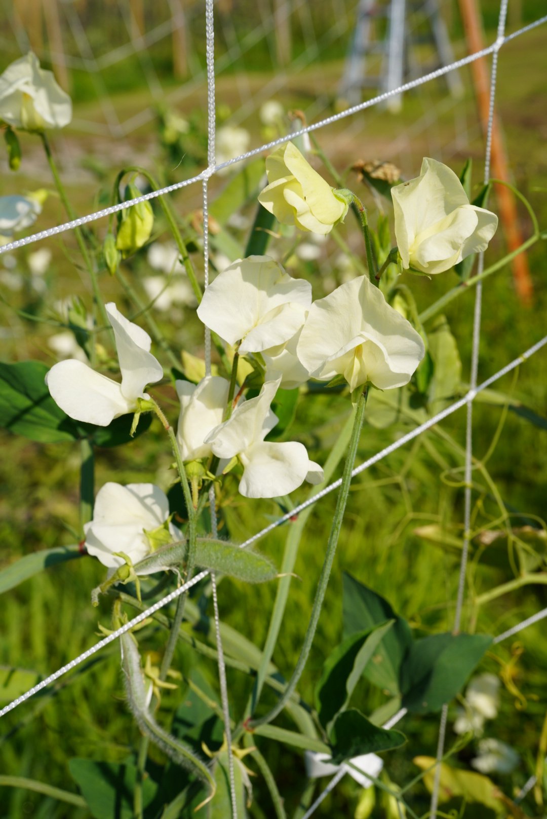 Sweet Pea Elegance Ice Cream