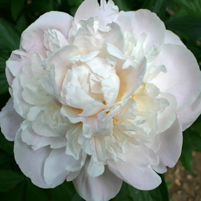 Peony Gardenia